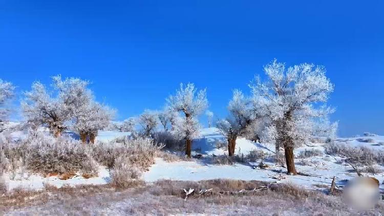 Snowfall turns sacred poplars into winter dream