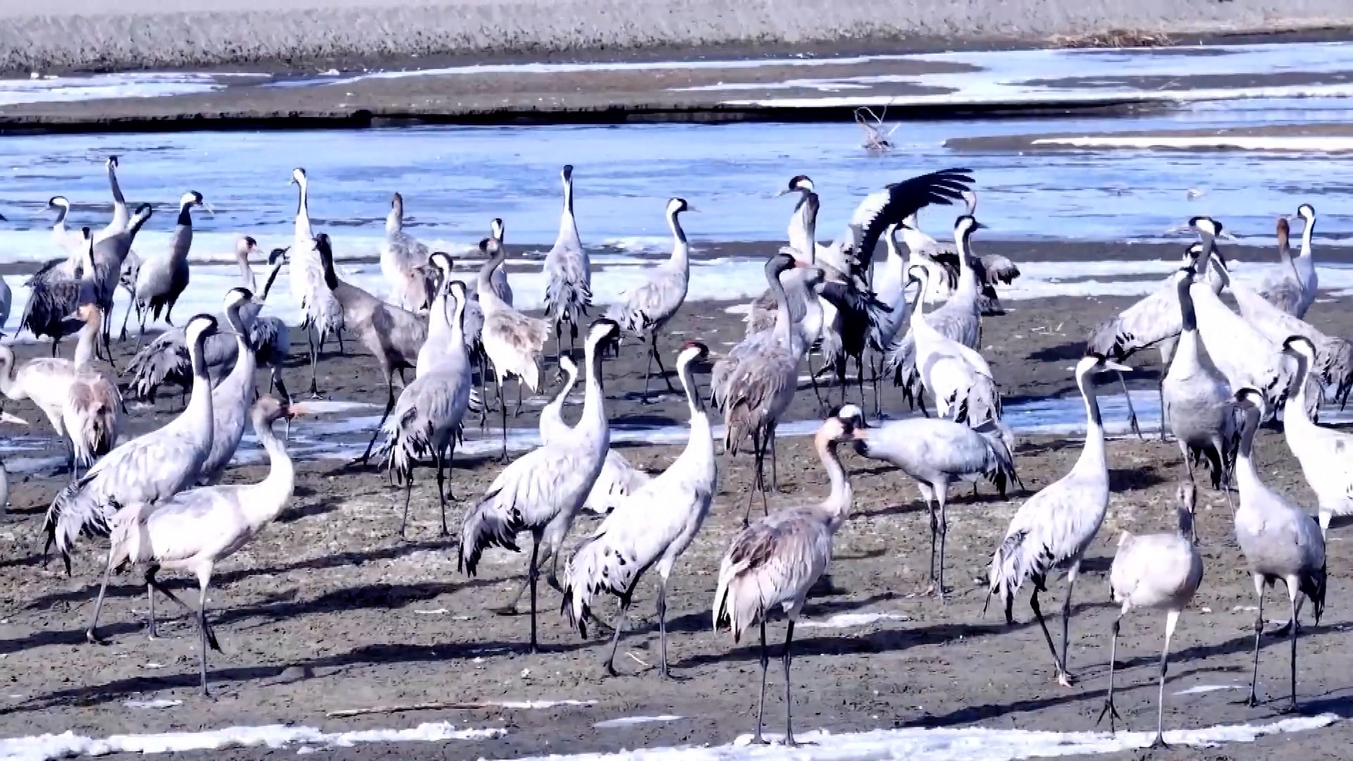 Improved ecosystem in Xinjiang draws wintering grey cranes