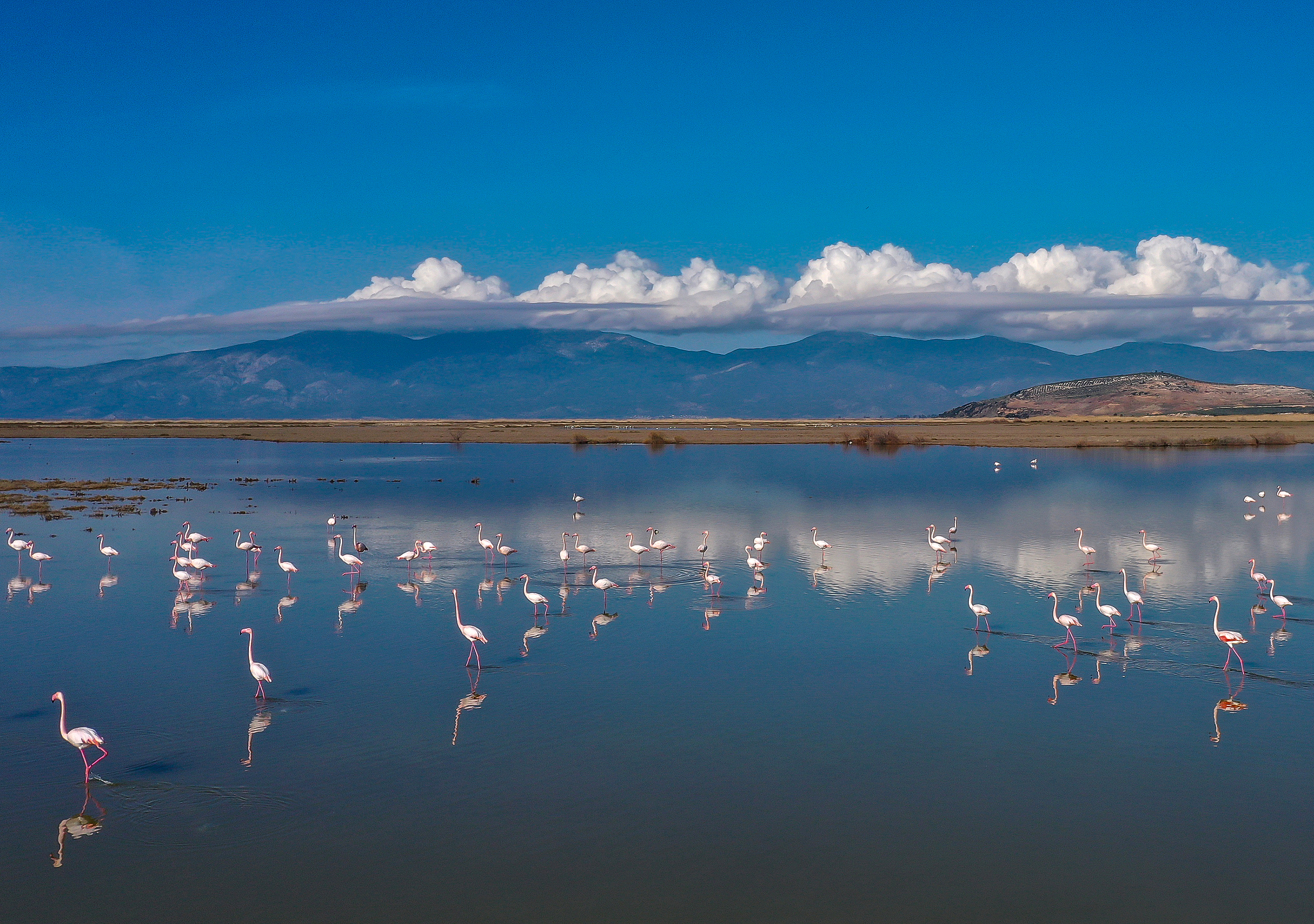 A flock of flamingo at the Buyuk Menderes Delta, which provides a critical habitat for wildlife with its rich biodiversity in Aydin, Türkiye, January 31, 2026. /VCG