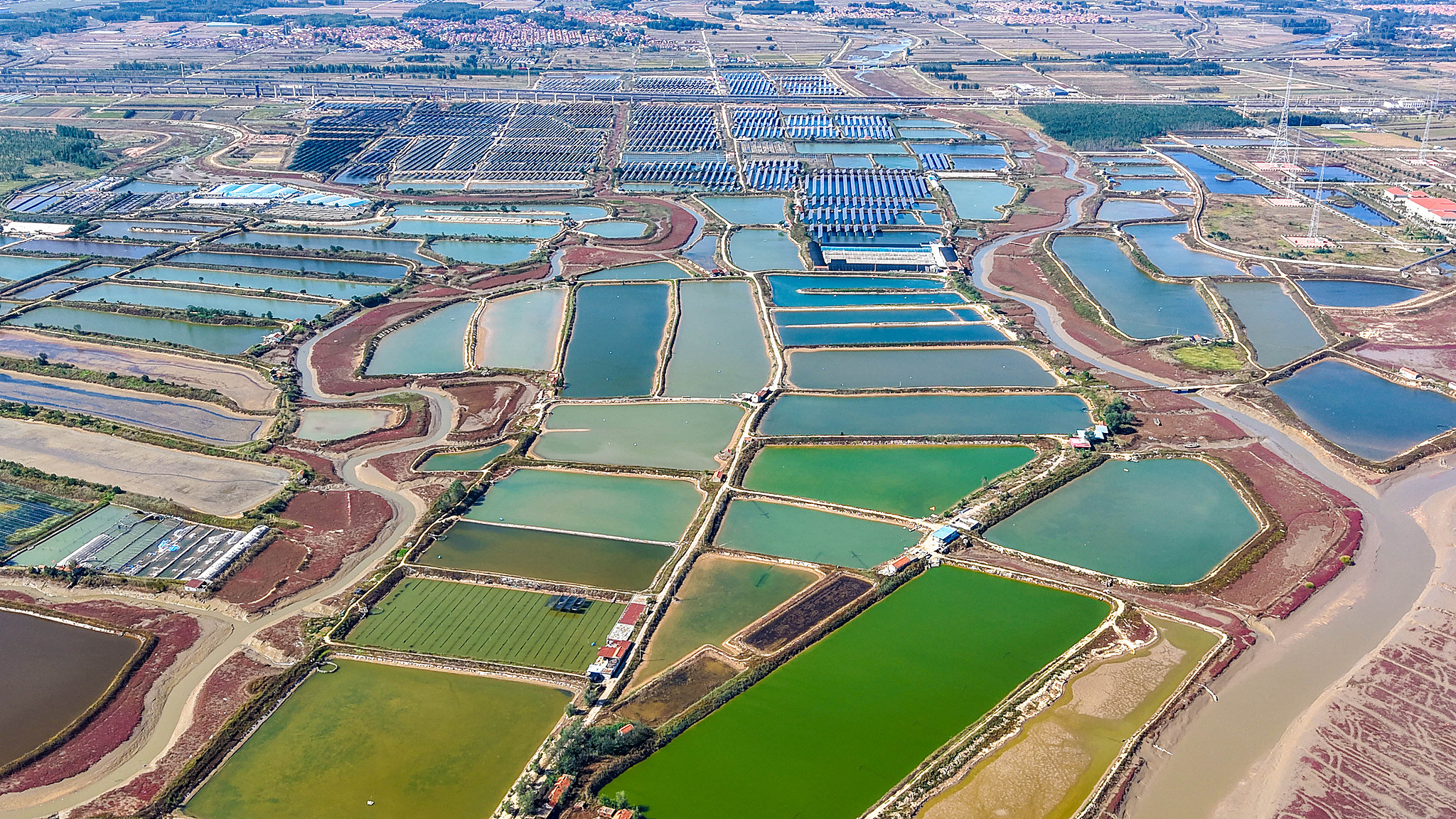A wetland breeding base in Qingdao, Shandong Province, east China, October 22, 2025. /VCG
