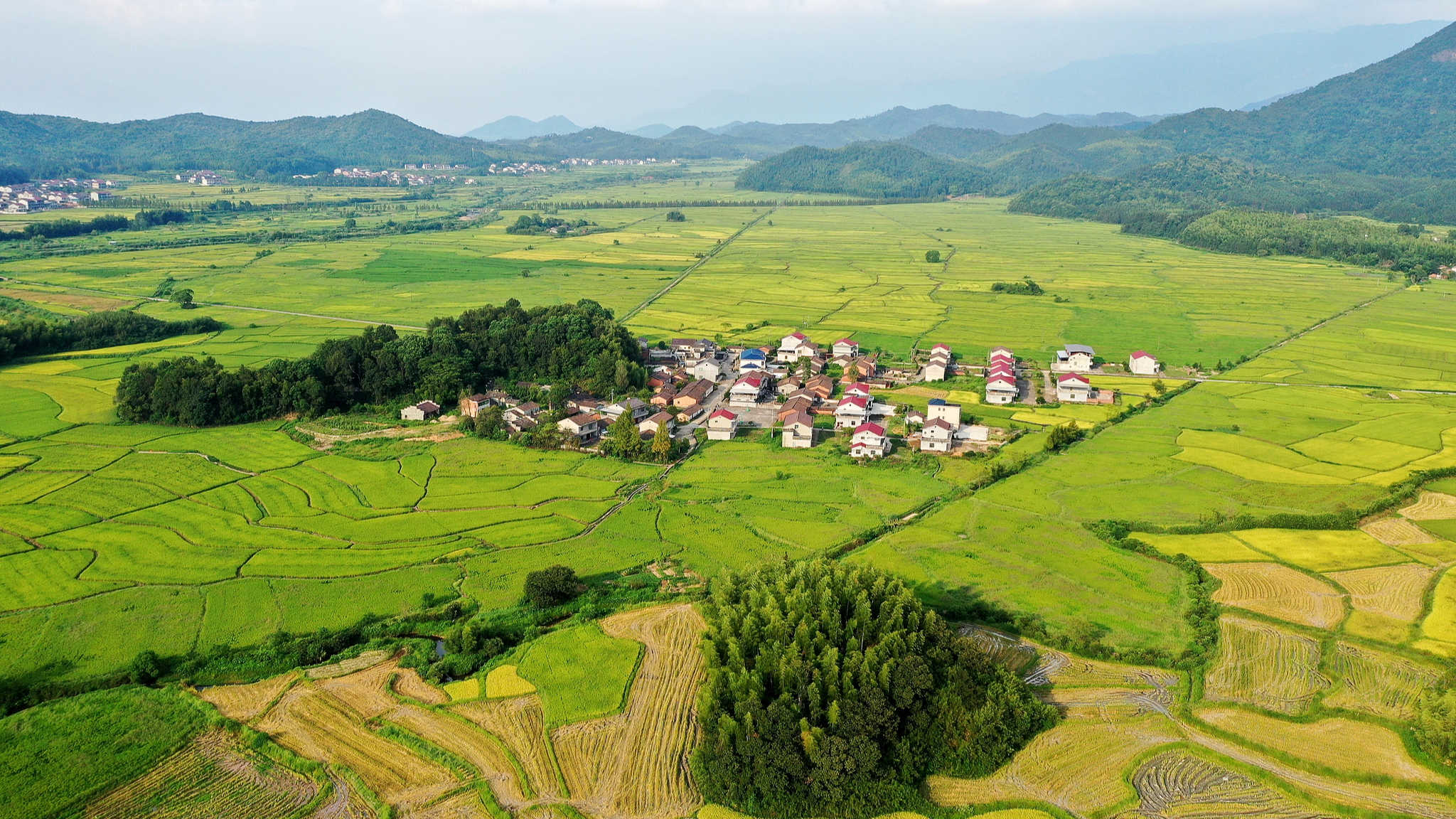 Rice paddies set against village houses, rural roads, and green hills in a village in Jiangxi Province, China, August 22, 2025. /VCG