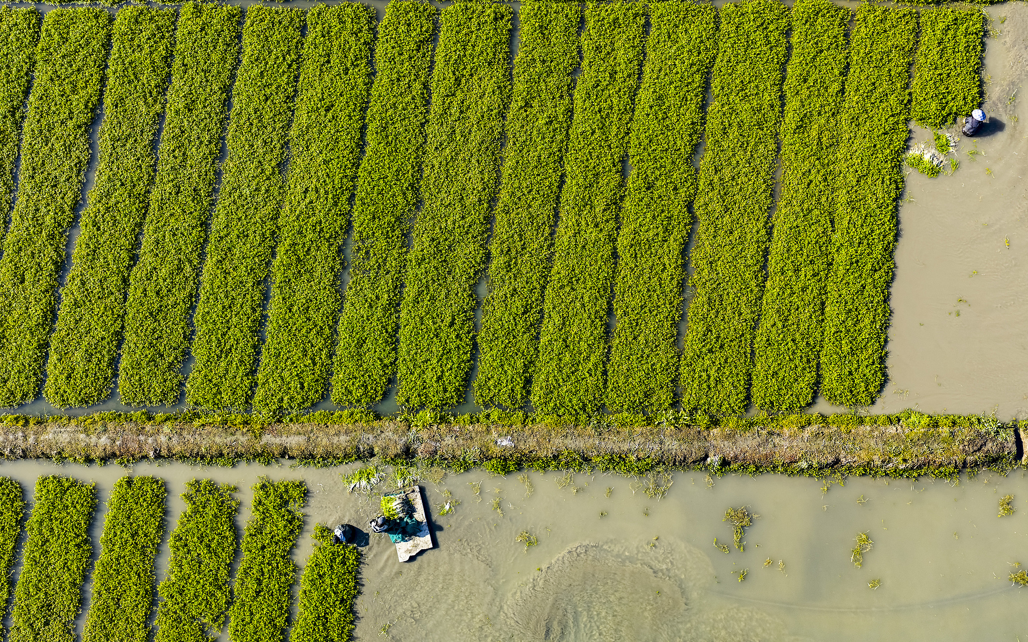 Farmers harvest water celery in a village in Jiangsu Province, China, February 3, 2026. /VCG