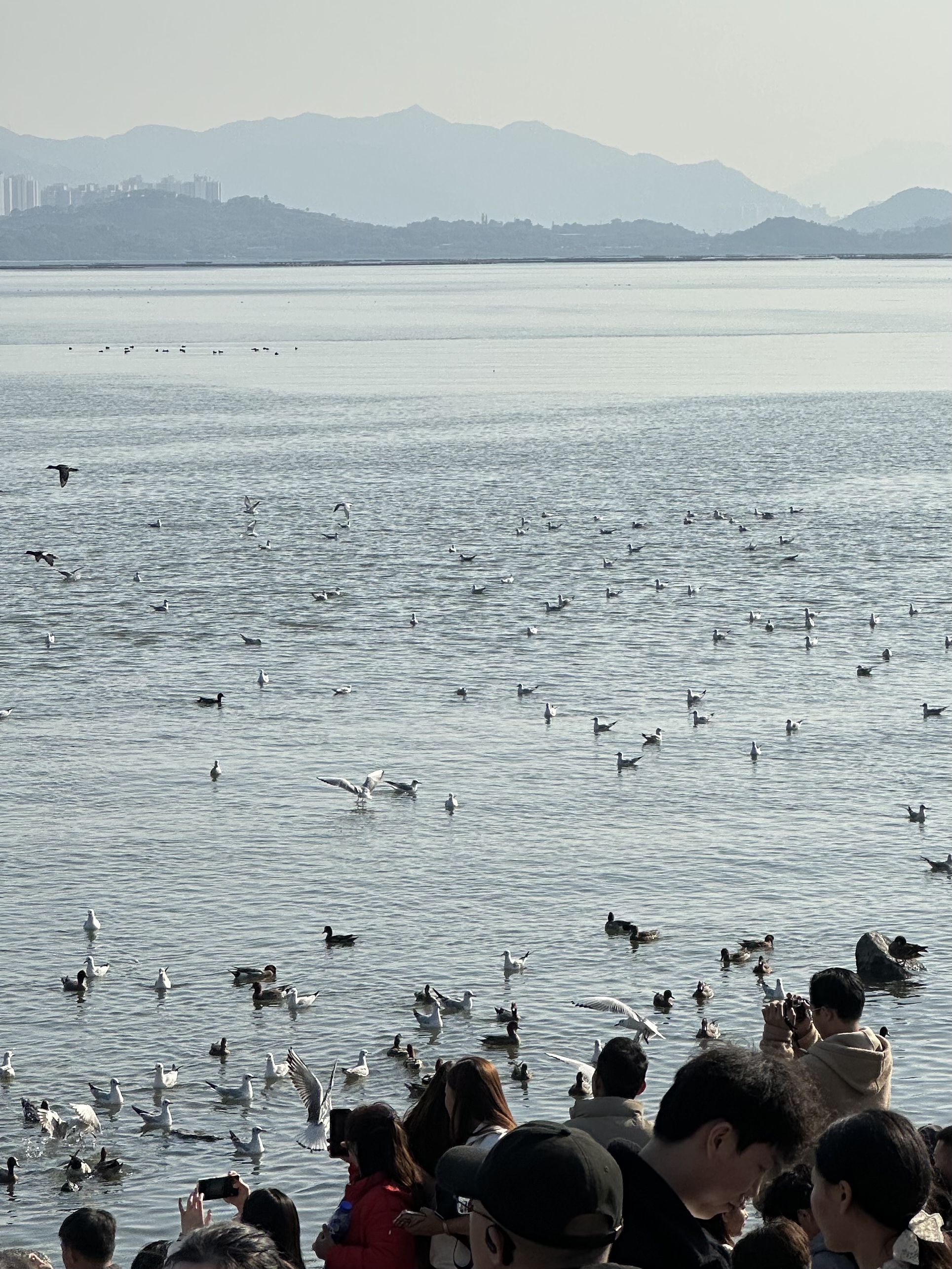 During winter at Shenzhen Bay, crowds of residents and tourists gather along the shore to observe birds, take photos and share their sightings. /CGTN