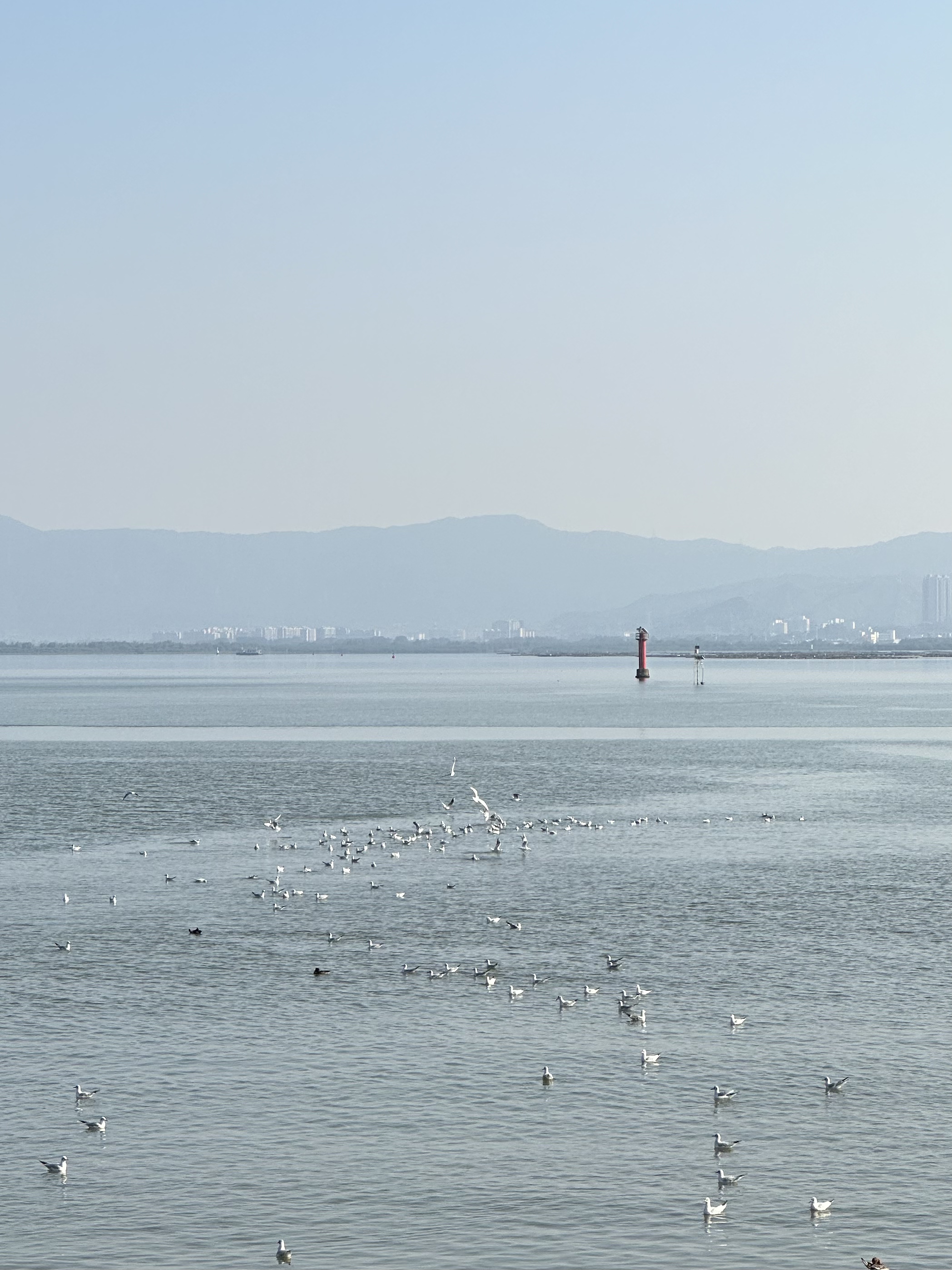 Black-headed gulls, having traveled from Siberia and other northern regions along the East Asian-Australasian Flyway, spend five to six months wintering in Shenzhen Bay. /CGTN