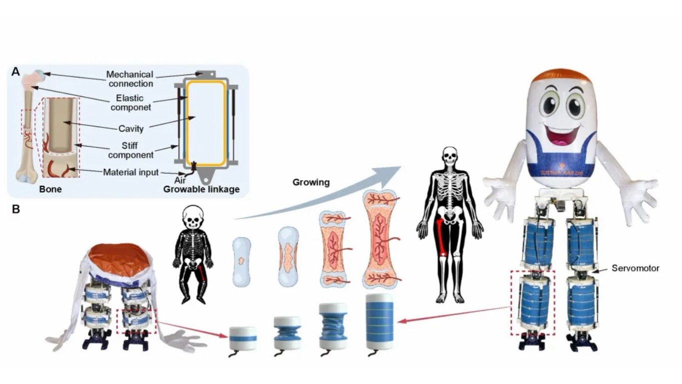 An illustration of how a robot mimics the growth of the human skeleton, enabling changes in body height. /Researchers
