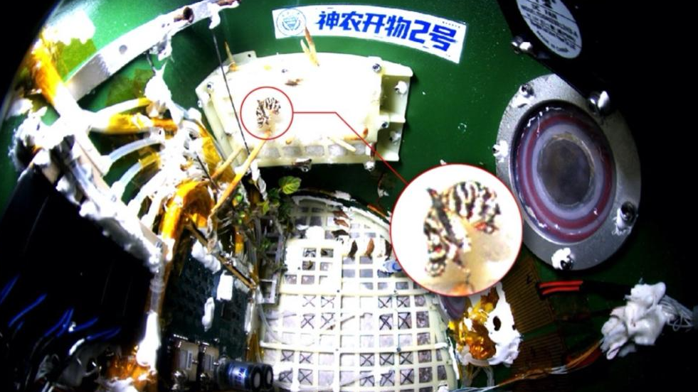 The butterfly was hatched inside a closed-loop experimental payload in space. / Xinhua