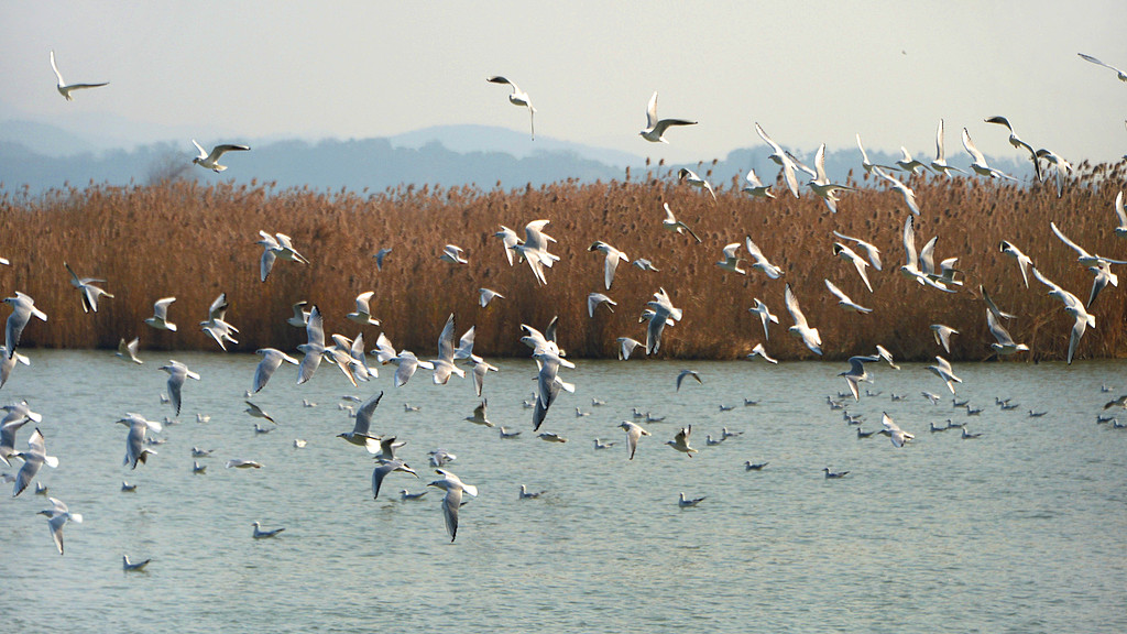Live: A winter spectacle of migratory birds in China's Taihu Lake