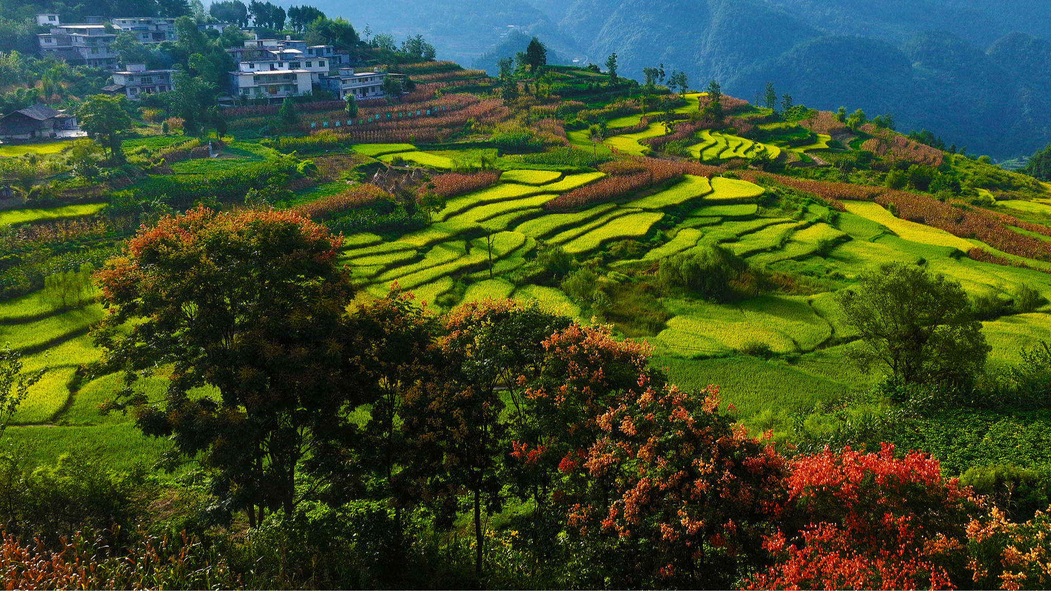 China fortifies food security at home, with good tidings for the world