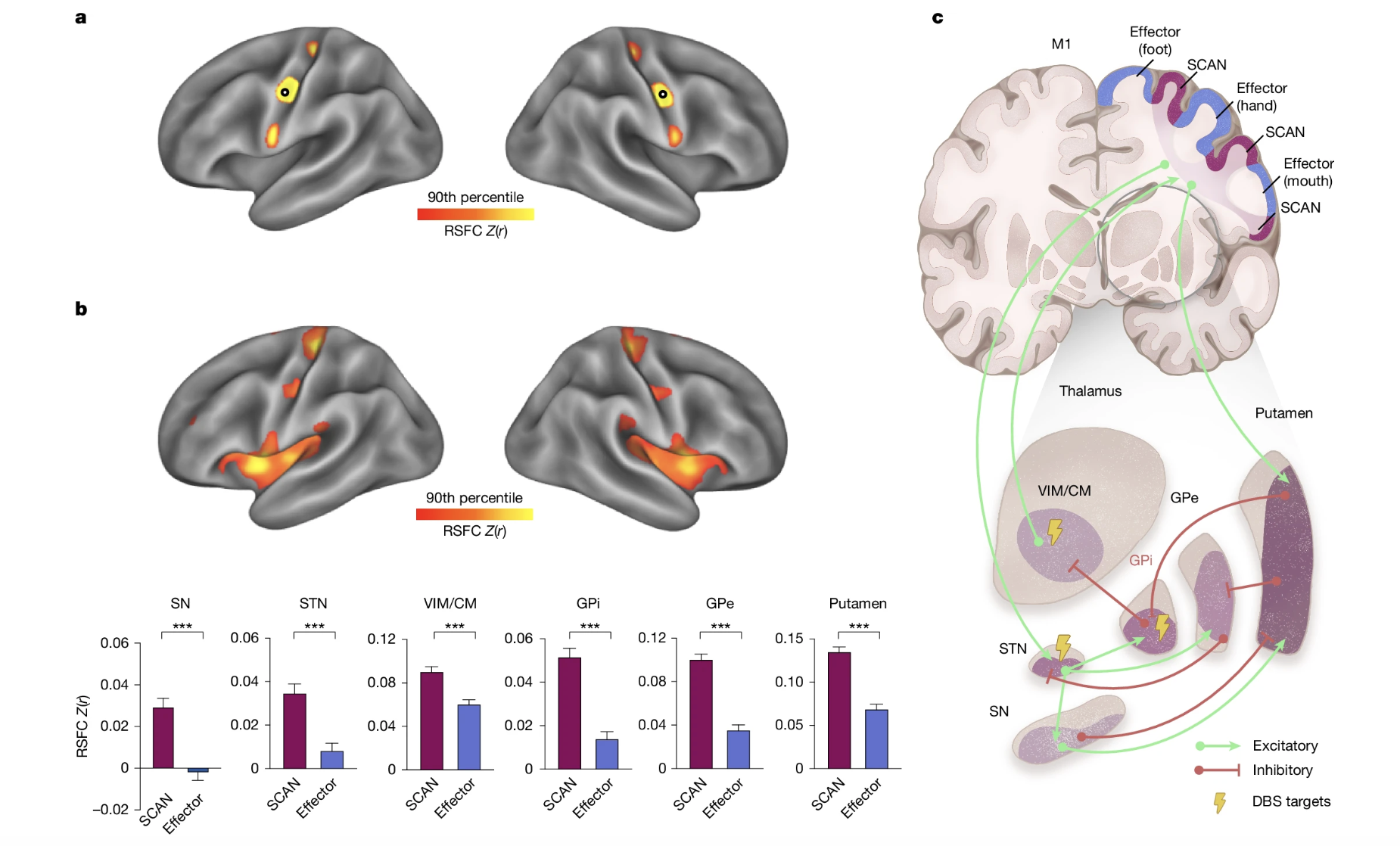 Screenshot of a diagram mapping the cortical functional connectivity of six subcortical regions critical in Parkinson's disease. /Nature