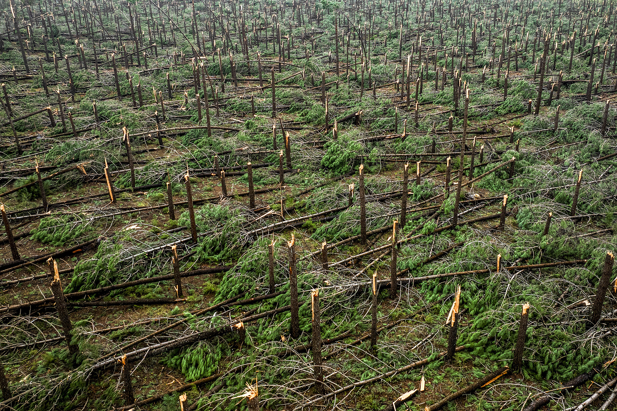 Trees felled by Storm Kristin in the forest of Pinhal de Leiria, in Marinha Grande municipality, Portugal, February 4, 2026. /VCG