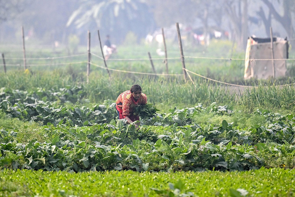 A farmer works in a field on the floodplains of the Yamuna River in New Delhi, India, on January 31, 2026. /CFP
