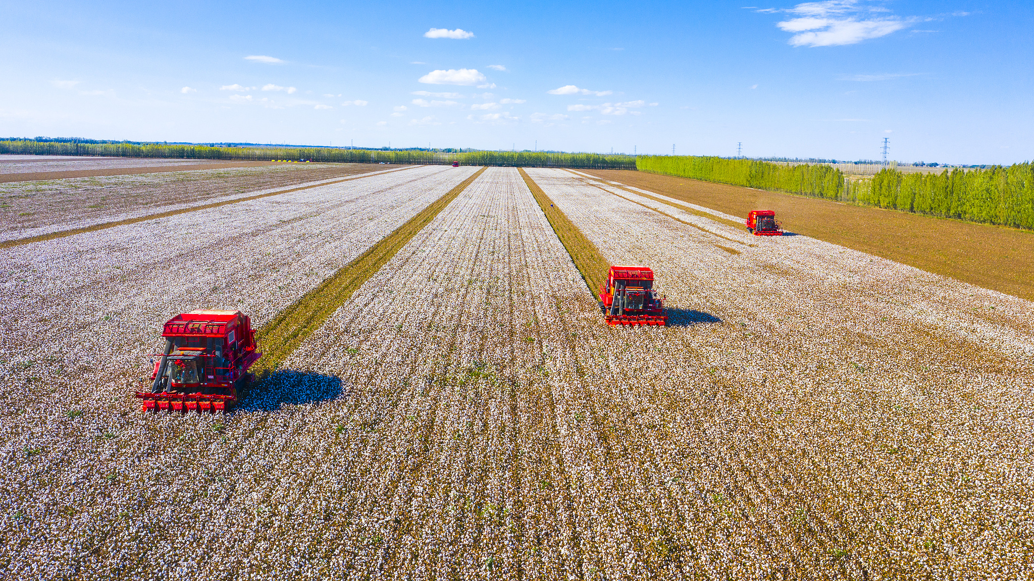 A Chinese-made cotton picker harvests cotton in a cotton field at Fangcao Lake Farm, a state-run farm under the Sixth Division of the Xinjiang Production and Construction Corps, northwest China, September 28, 2024. /CFP