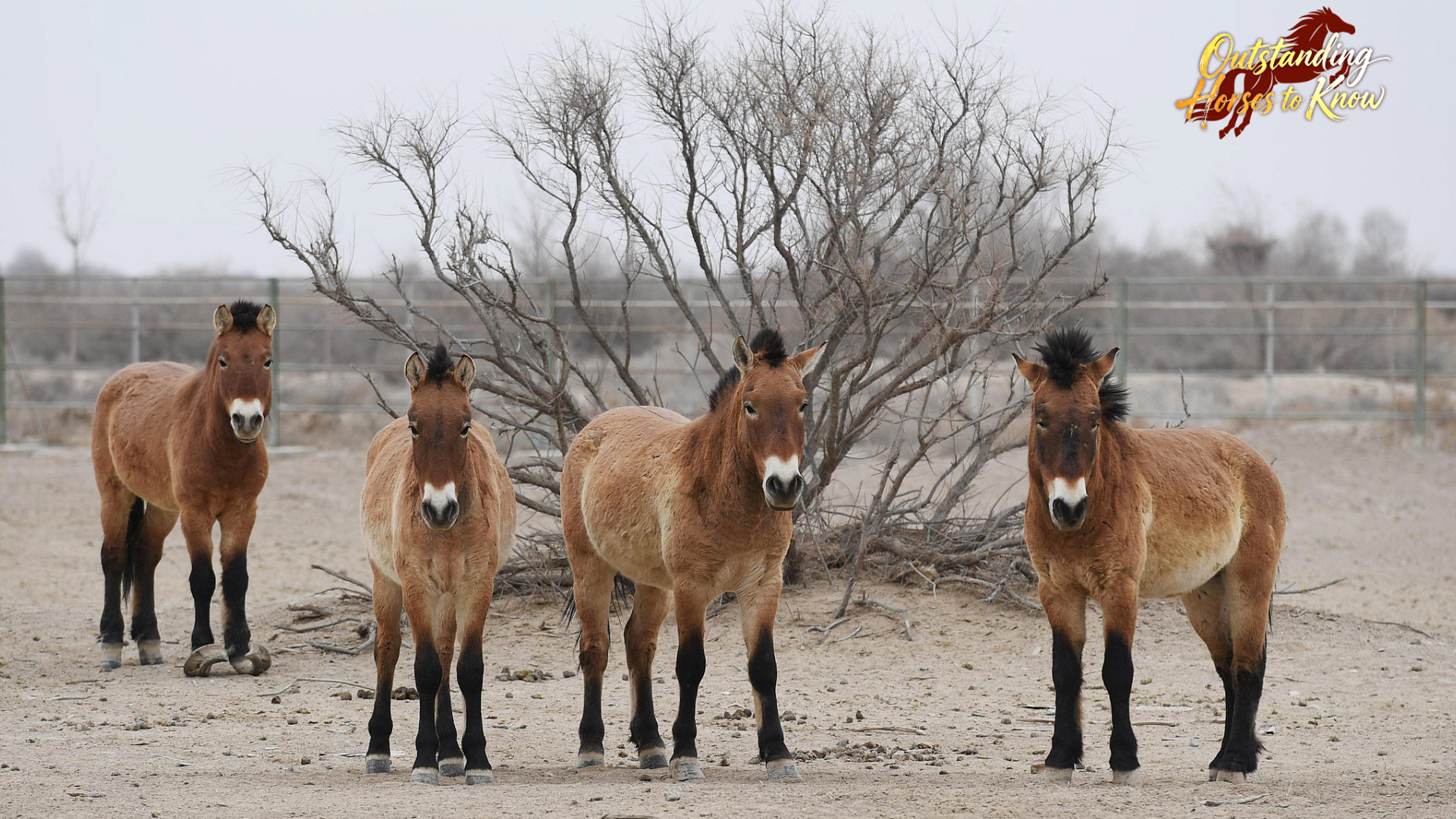 A group of Przewalski's horses in northwest China's Gansu Province. /VCG