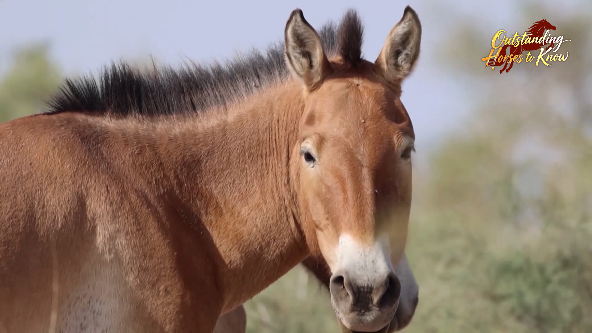 A close-up shot of a Przewalski's horse in northwest China's Gansu Province. /CMG