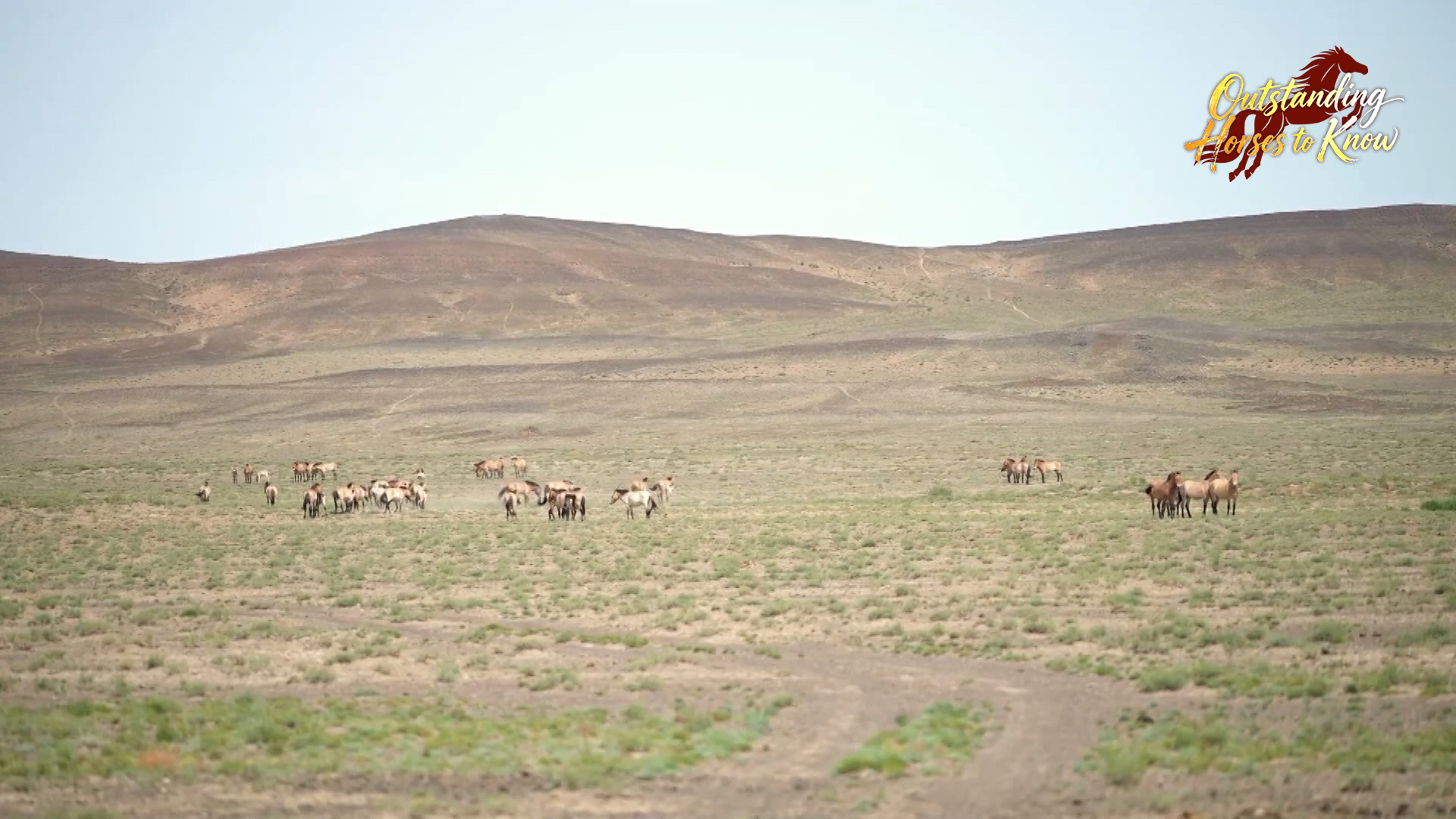 Przewalski's horses standing on the grassland in northwest China's Xinjiang Uygur Autonomous Region. /CMG