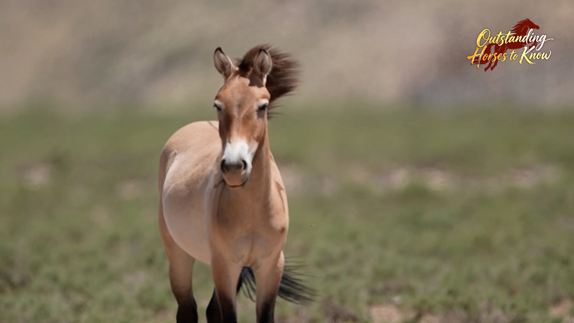 A Przewalski's horse in the wild in northwest China's Ningxia Hui Autonomous Region. /CMG