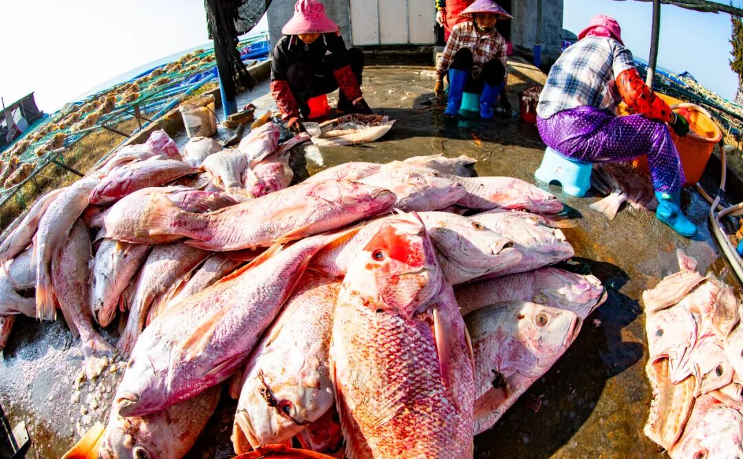 Fishermen are busy preparing auspicious dried red fish, a traditional Spring Festival specialty in Danzhou, Hainan. /Photo provided to CGTN