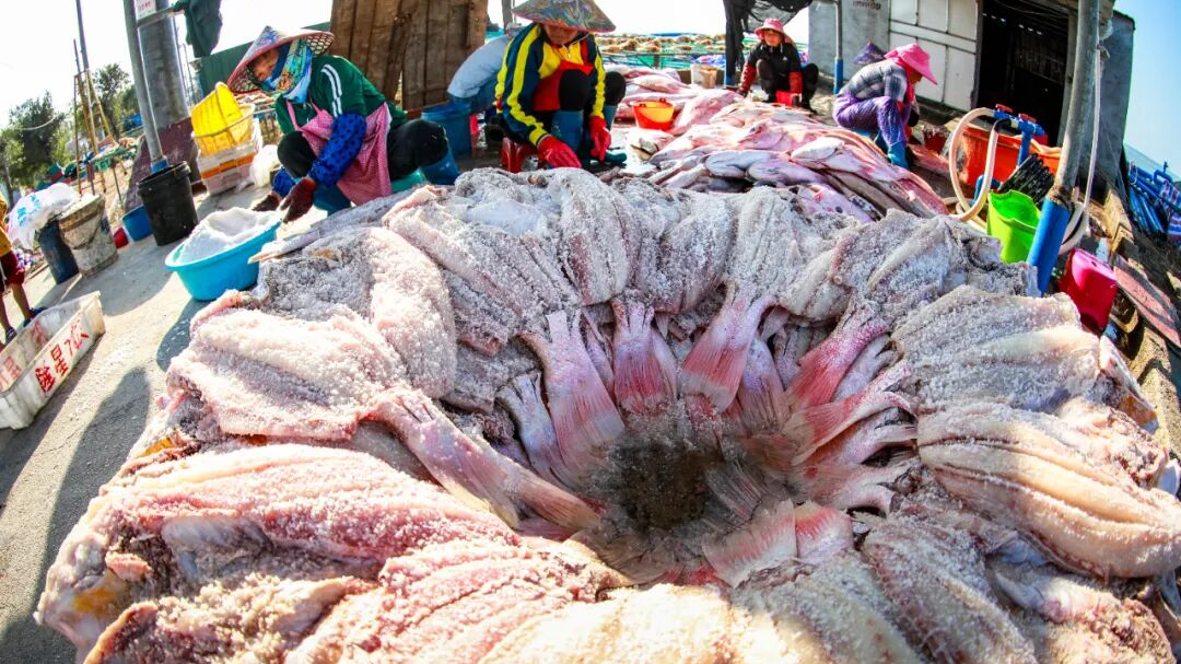 Hainan fishermen prepare dried red fish for Spring Festival