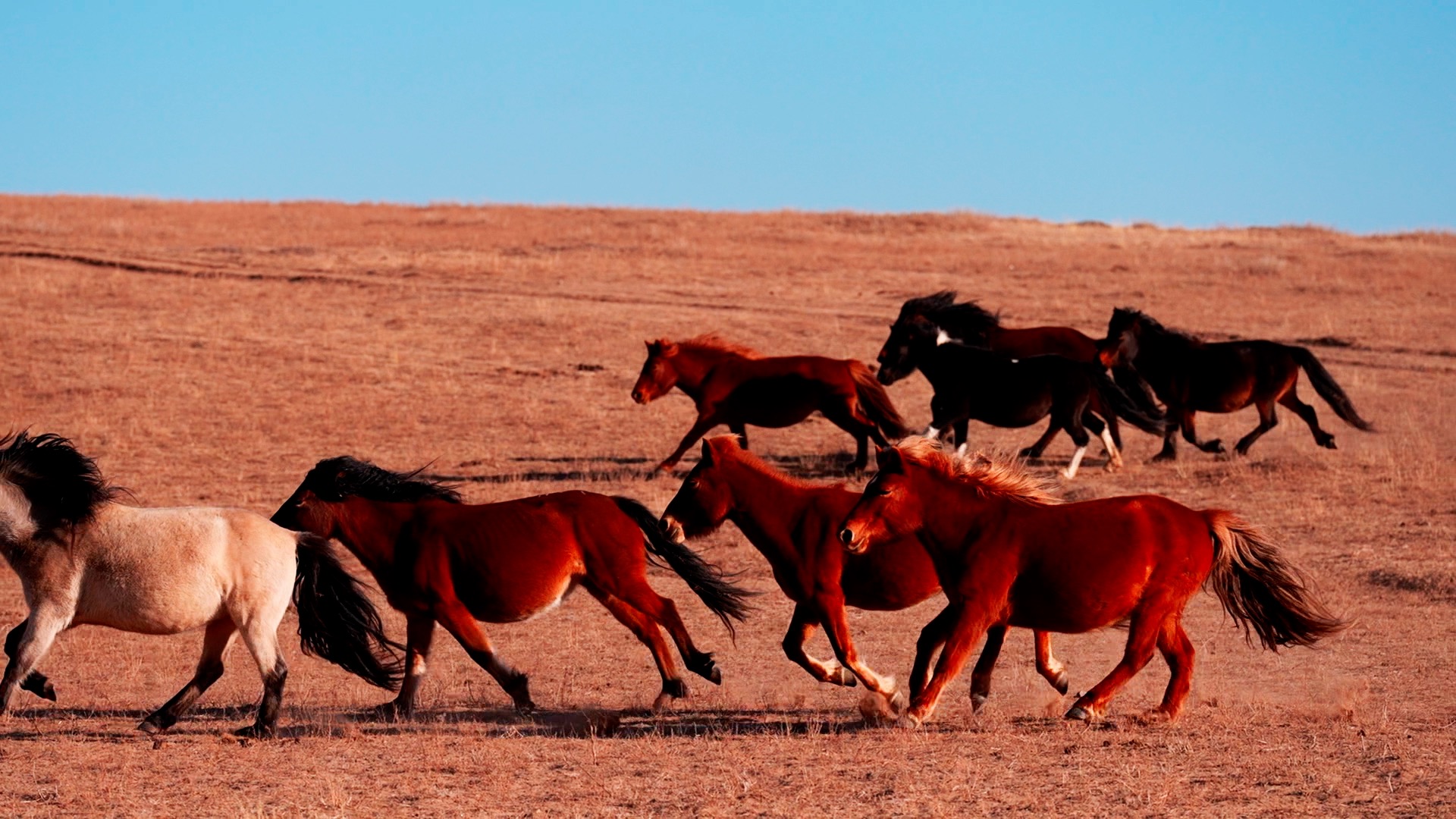 Not tall, not fast, but ultra enduring: Herdsman decodes local horses