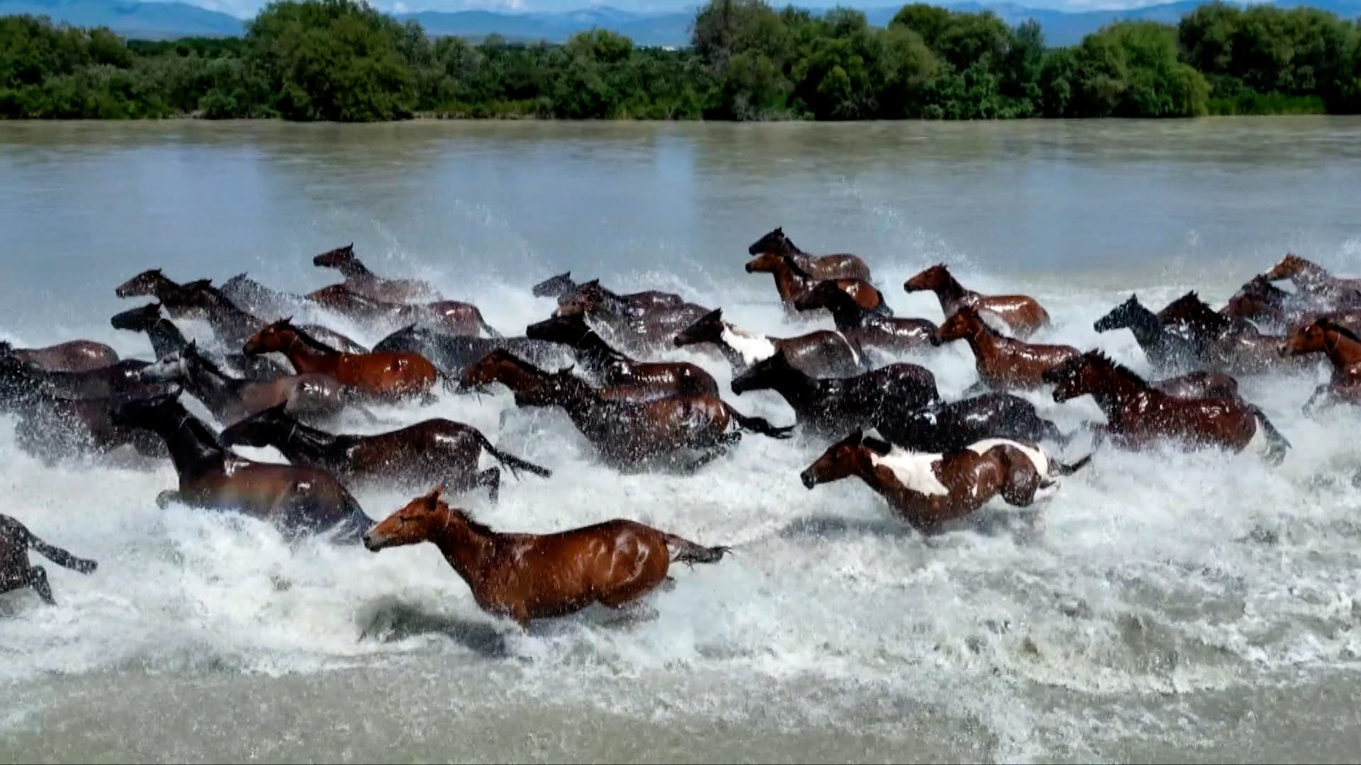 Water splashes as hundreds of horses dash across the river, Zhaosu County, northwest China's Xinjiang Uygur Autonomous Region. /CMG