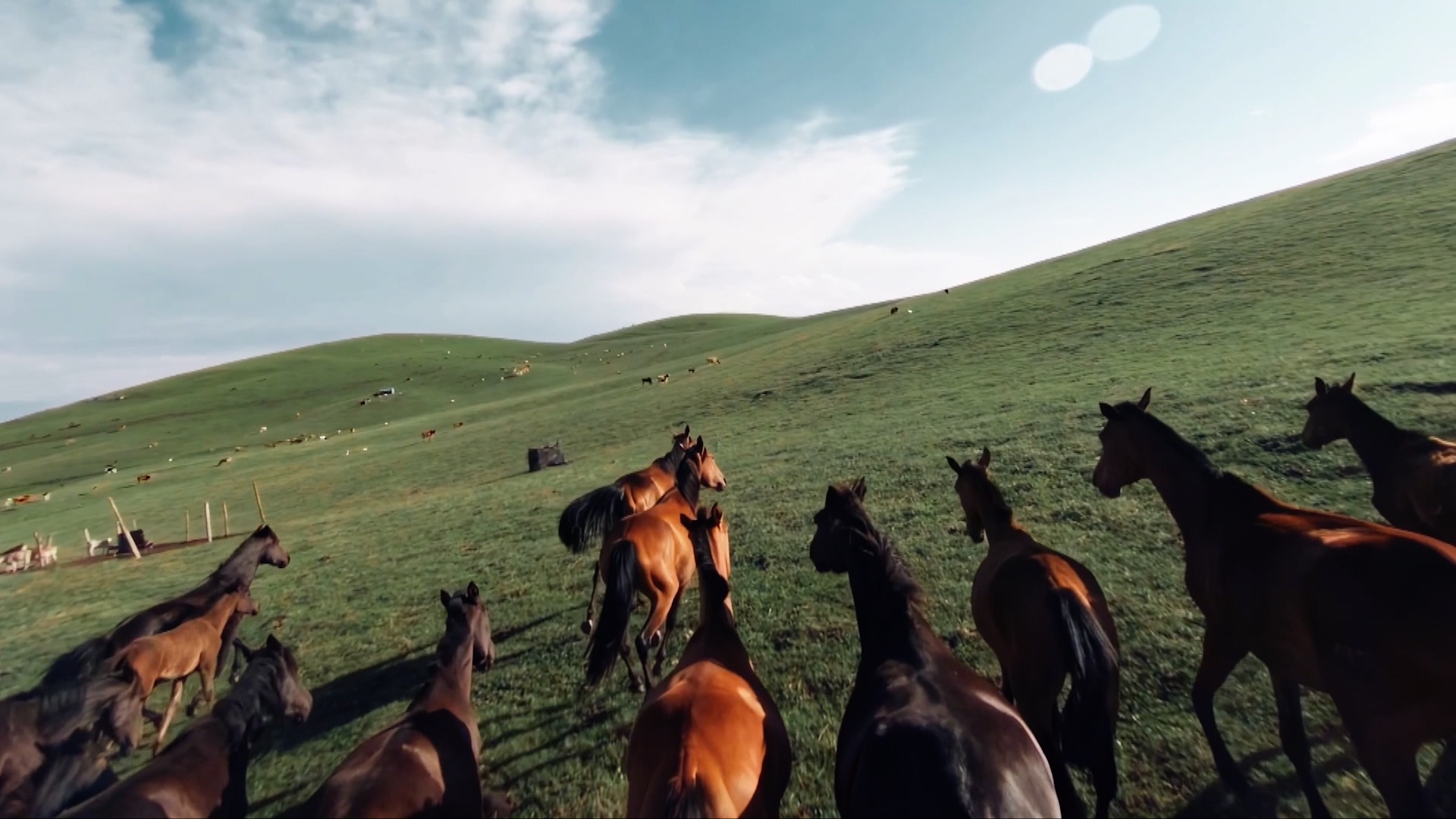 A herd of horses on the high-altitude basin at the northern foot of the Tianshan Mountains in Zhaosu County, northwest China's Xinjiang Uygur Autonomous Region. /CMG