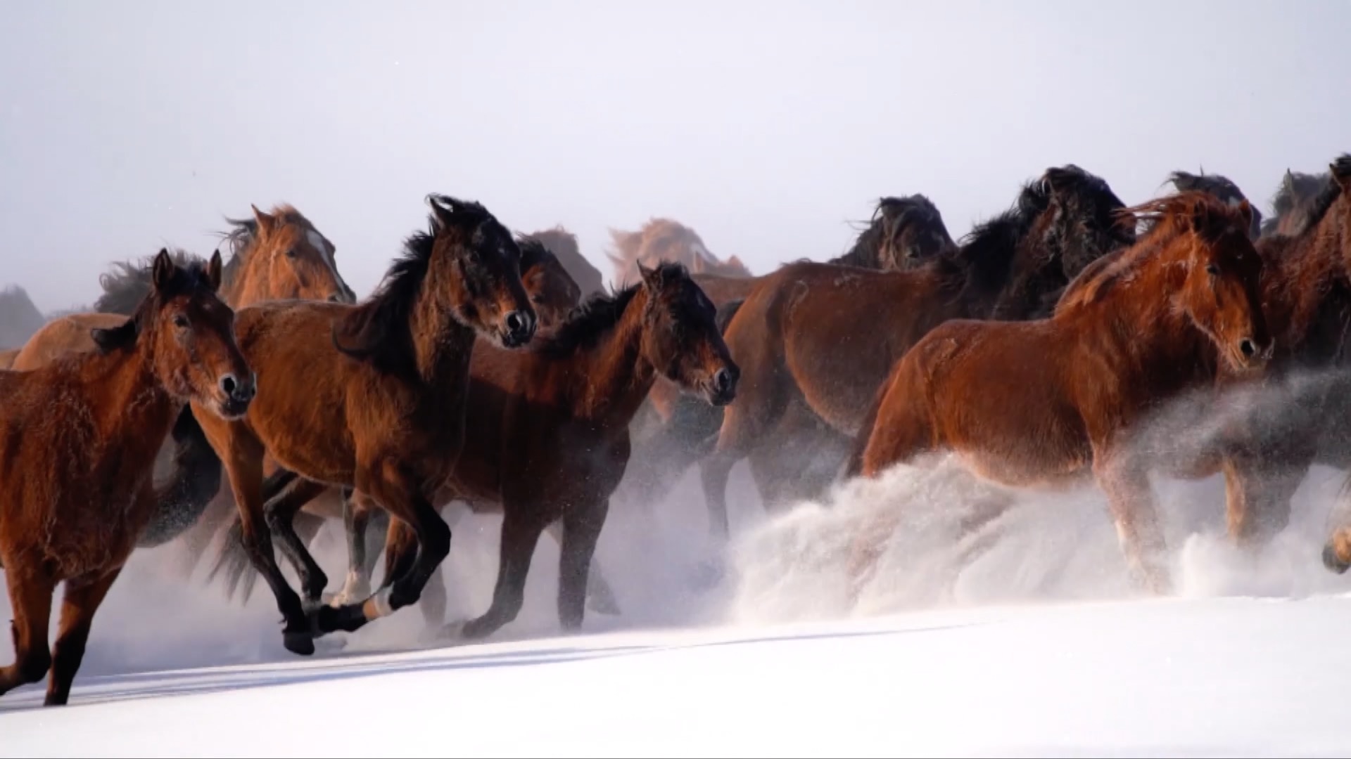 Ili horses gallop through snow during the winter season, Zhaosu County, Ili Kazak Autonomous Prefecture, northwest China's Xinjiang Uygur Autonomous Region. /CMG