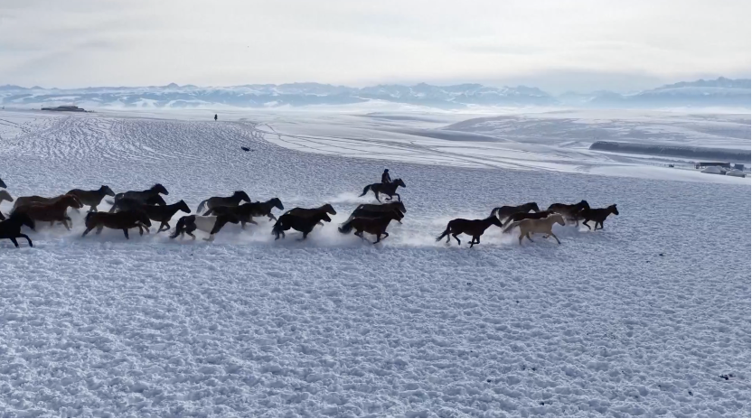 Herdsmen drive a group of Ili horses across the snowy plains of Zhaosu County. /CMG