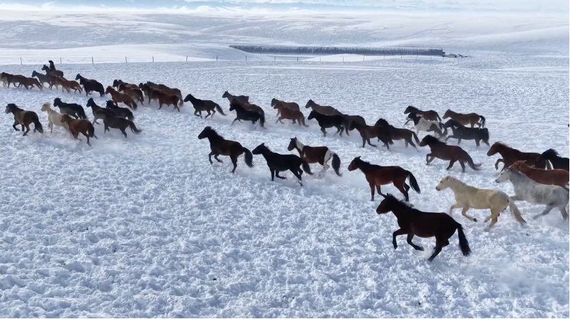 A herd of Ili horses gallops across the snow-covered grasslands in Zhaosu County, northwest China's Xinjiang Uygur Autonomous Region. /CMG