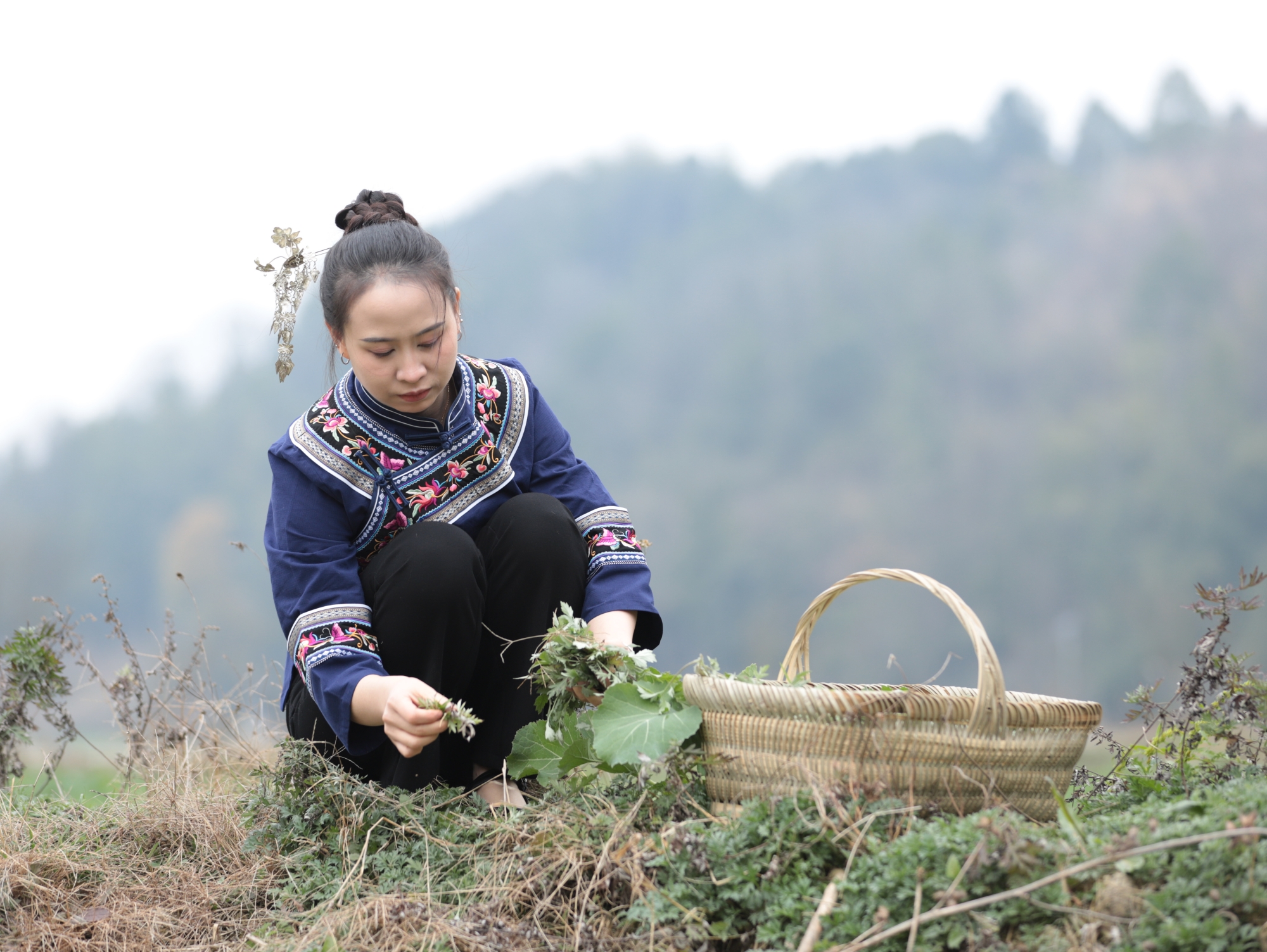 A woman picks wild cudweed for Miancai Ba in Yuping Dong Autonomous County, Tongren City, southwest China's Guizhou Province, on January 23, 2026. /Tongren Media Convergence Center