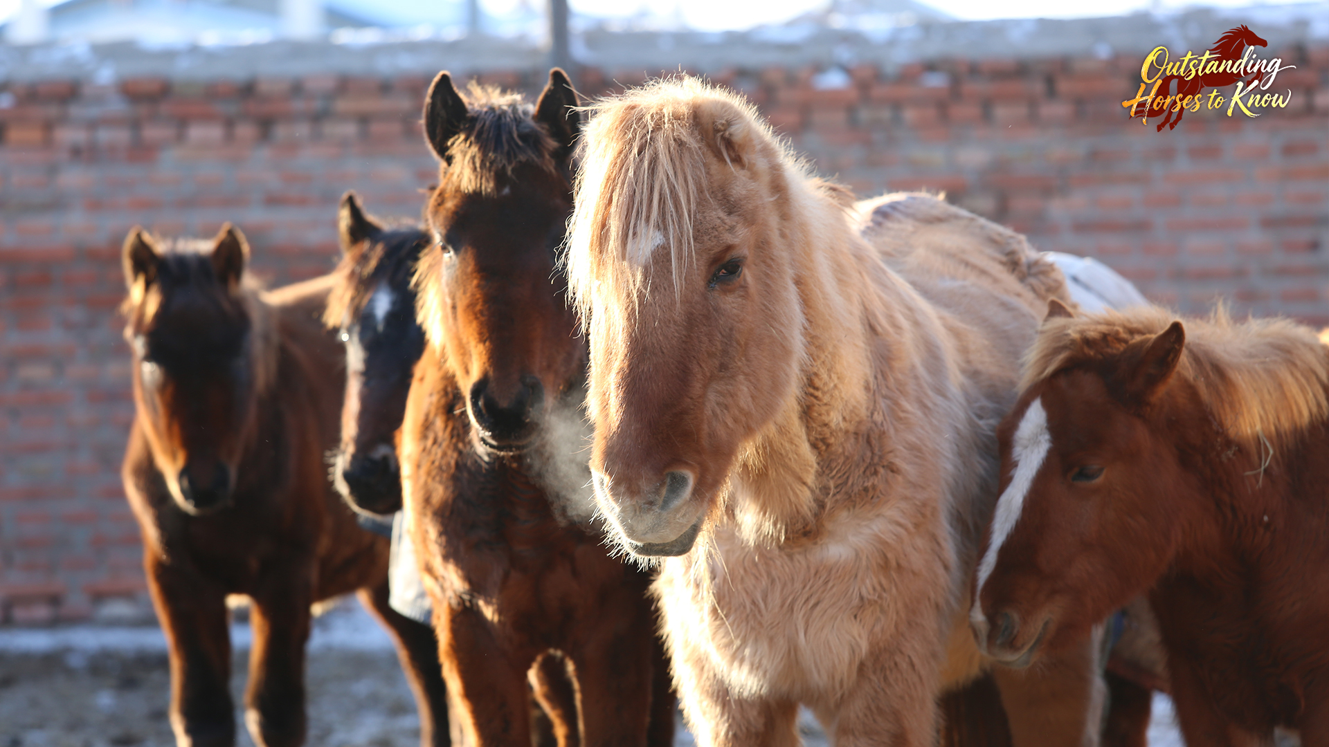 Mongolian horses in Hulun Buir, north China's Inner Mongolia Autonomous Region. /CGTN