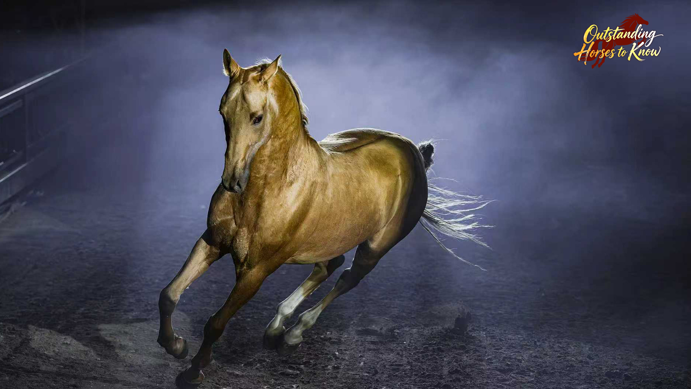An Akhal-Teke horse performs for the tourists in the Xinjiang Ancient Ecological Park, Urumqi, northwest China's Xinjiang Uygur Autonomous Region, December 21, 2024. /VCG
