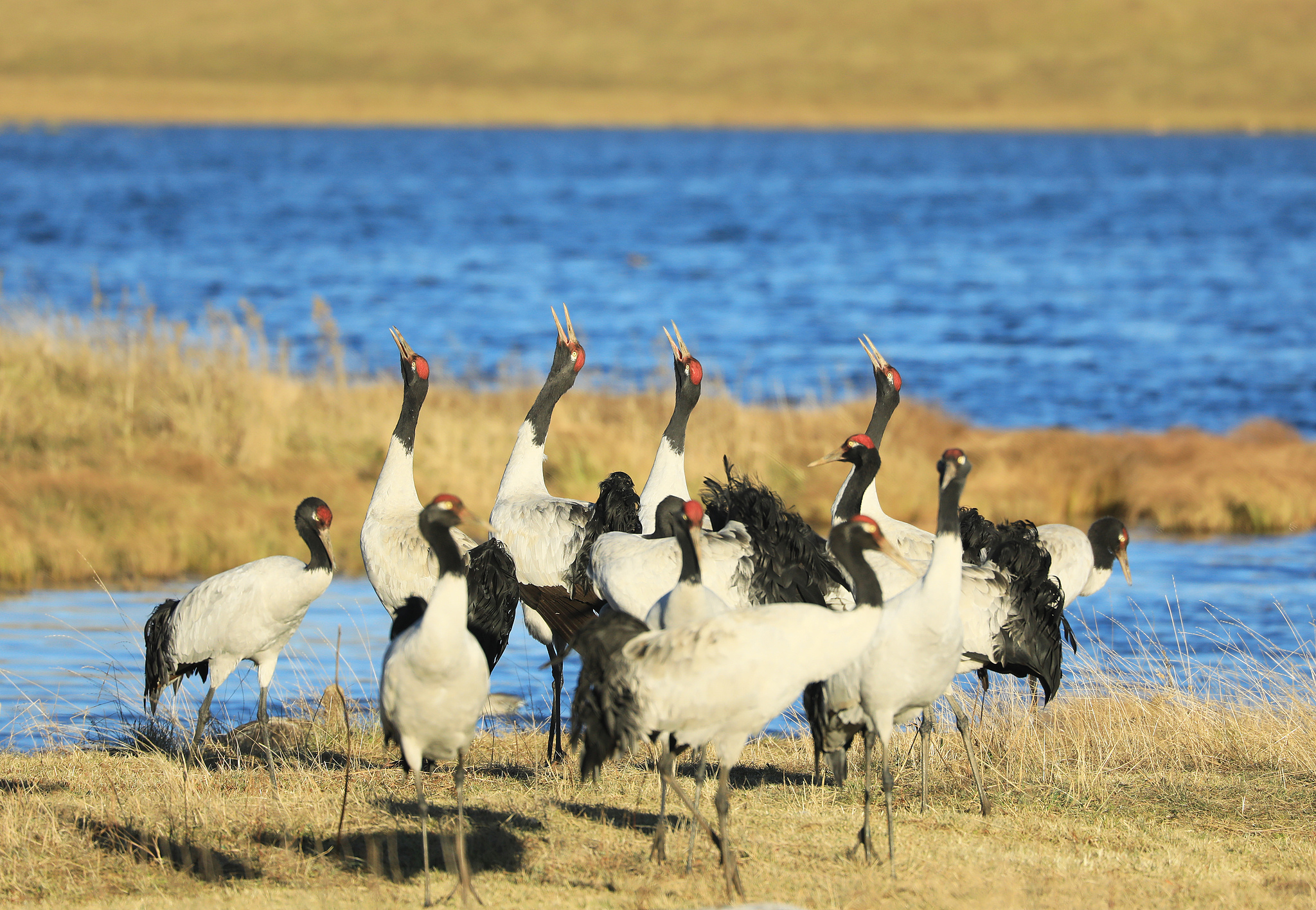 Dashanbao Black-necked Crane National Nature Reserve, Zhaotong, Yunnan Province, southwest China, November 29, 2025. /VCG