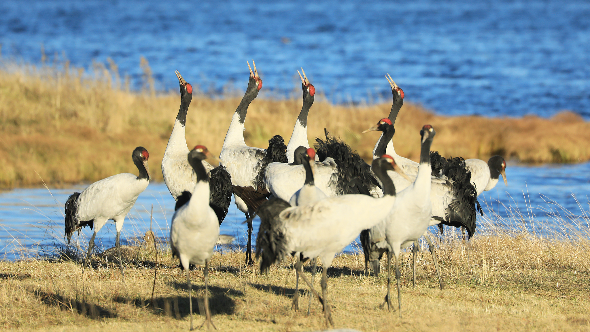 China revises nature reserve regulations to enhance conservation