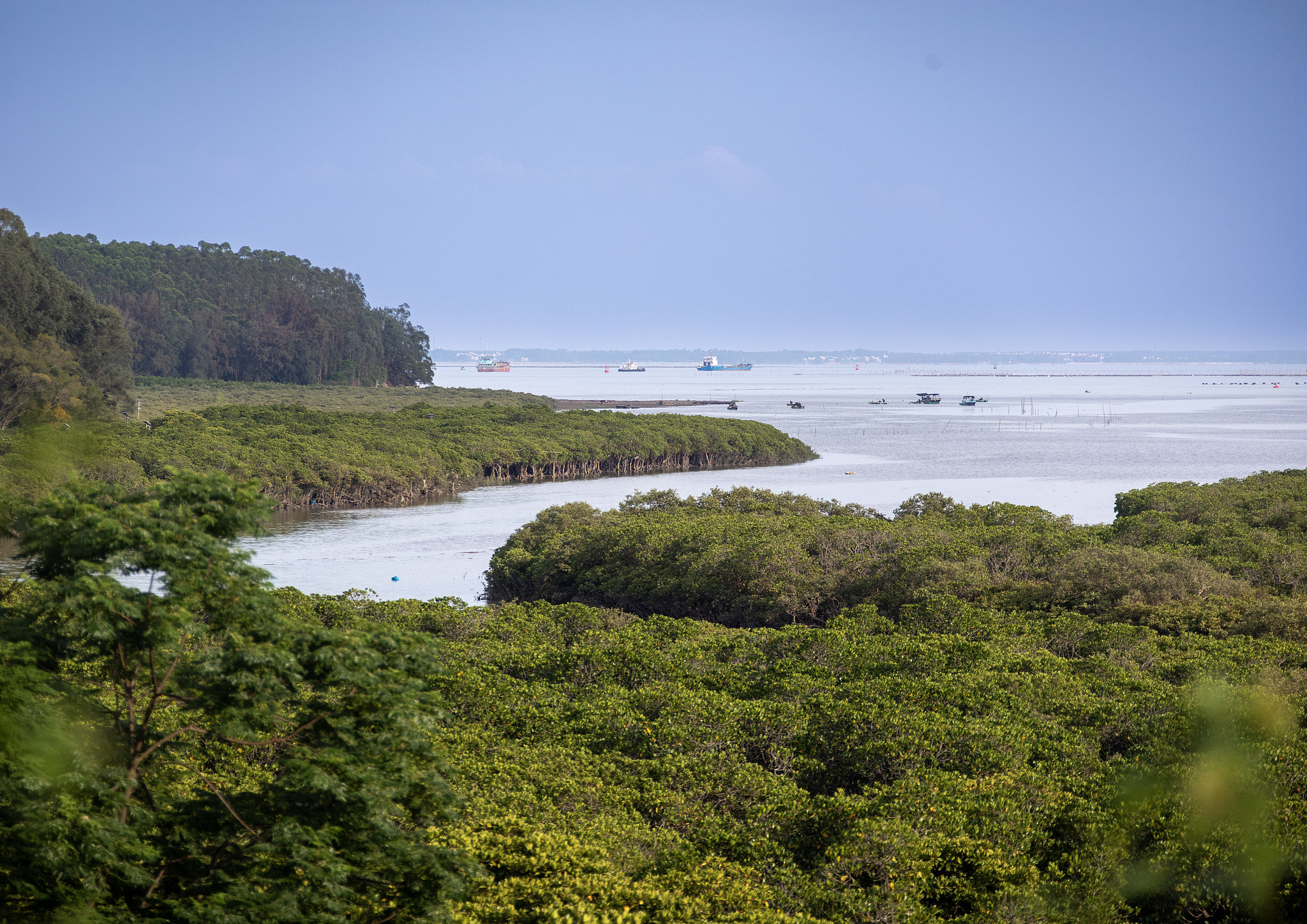 Shankou Mangrove National Nature Reserve, Beihai, Guangxi Zhuang Autonomous Region, south China, May 21, 2025. /VCG