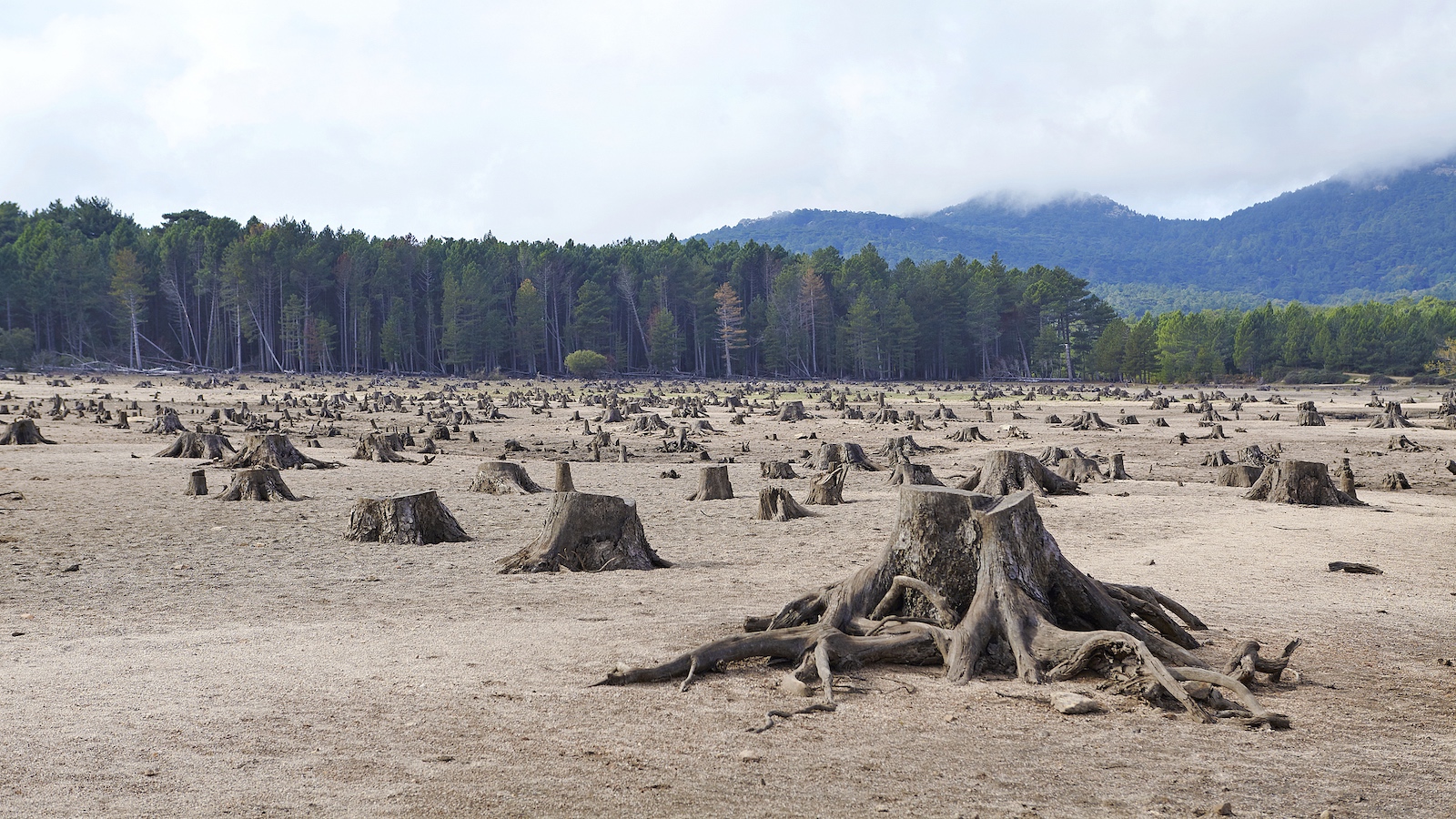 Global report warns growth-first model accelerating biodiversity loss