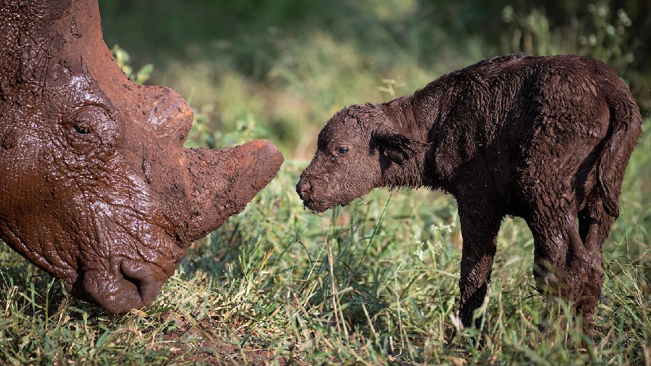 Rhino poaching in South Africa down 16% in 2025