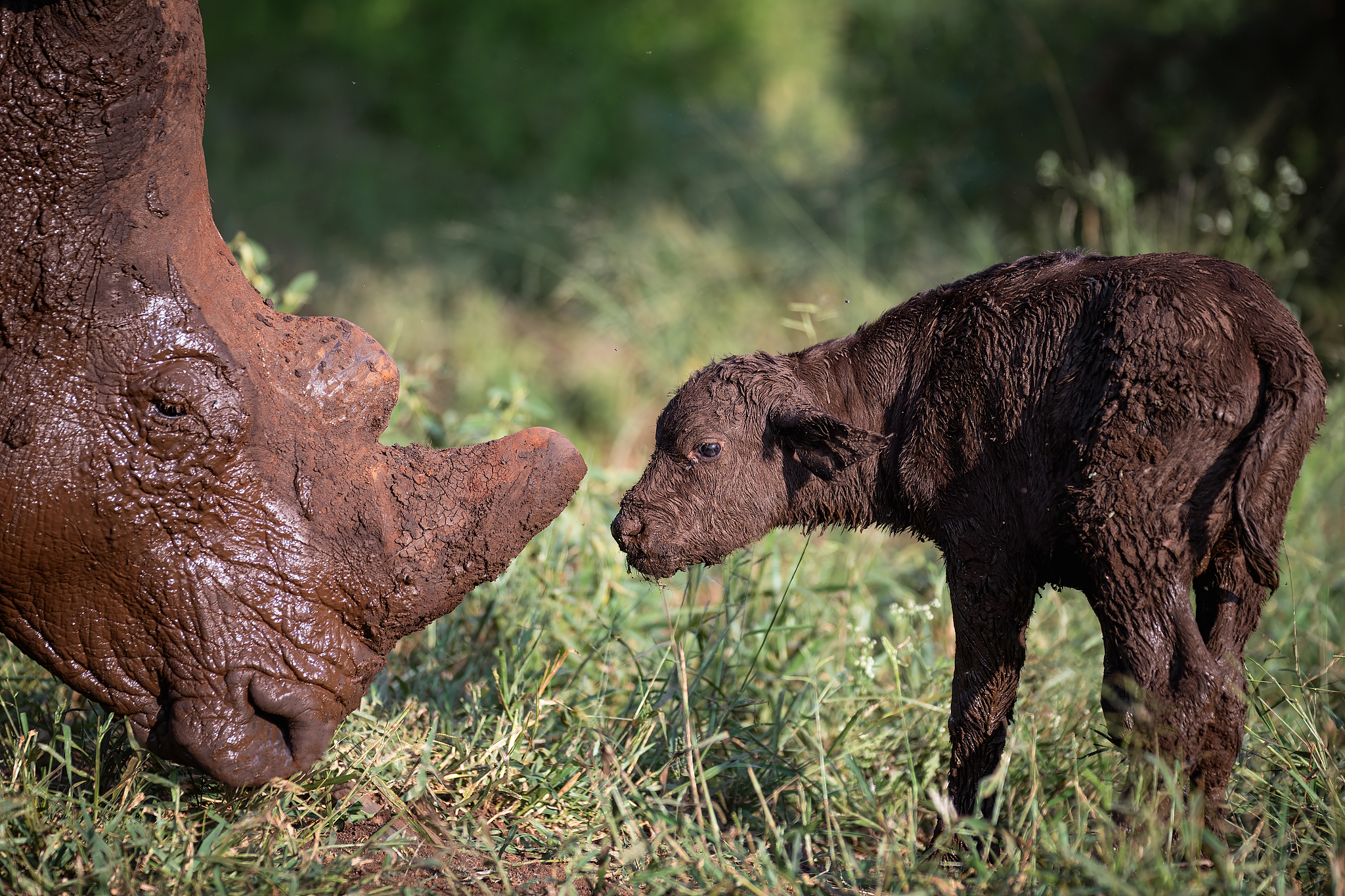 A rhino and a buffalo calf in Zimanga Private Game Reserve, South Africa. /VCG