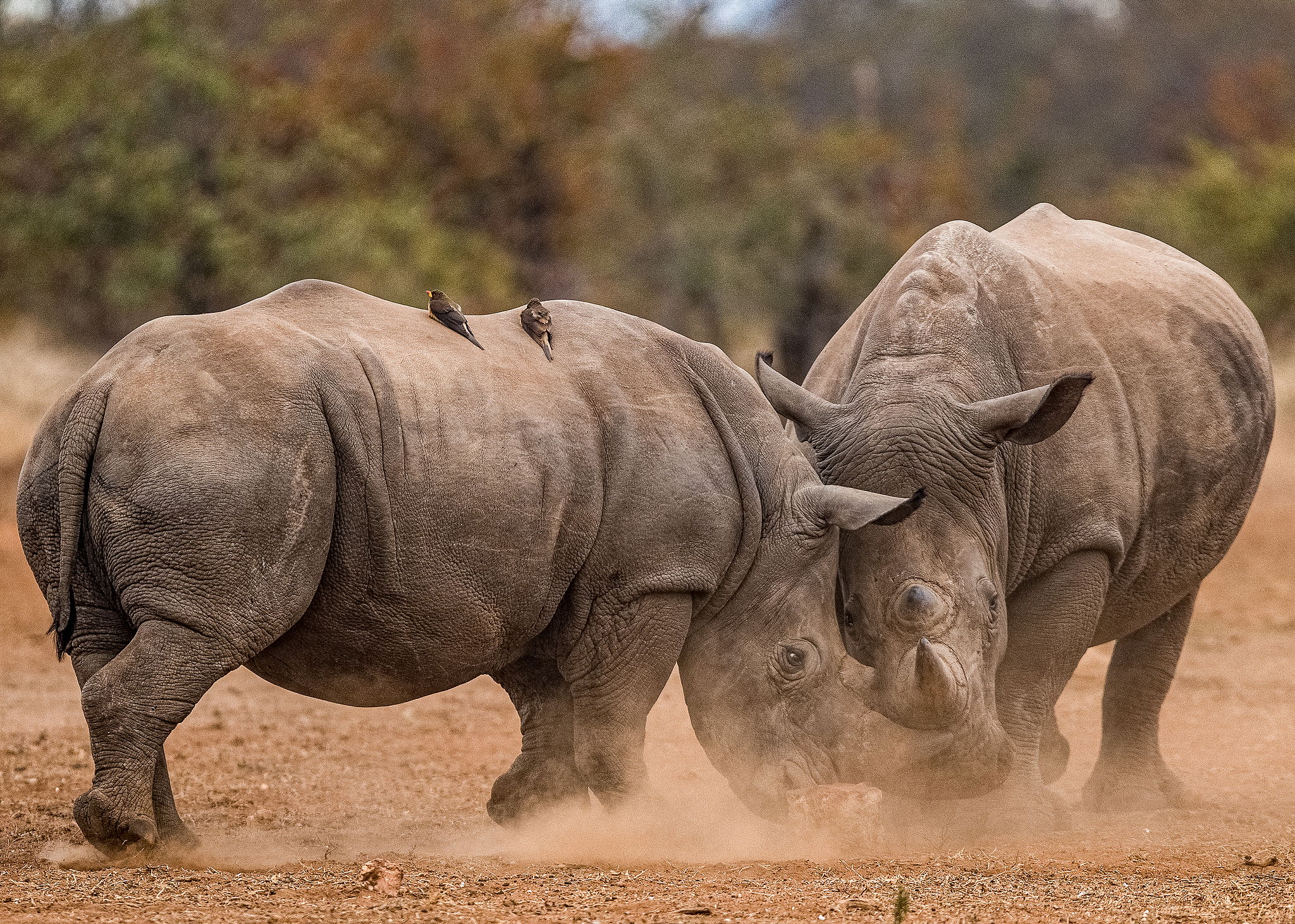 A pair of rambunctious white rhinos are seen chasing and playfighting with one another in the Greater Kruger National Park, South Africa, August 22, 2024. /VCG