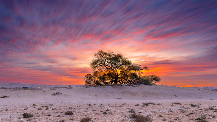 China launches Plant Planet Project to decode plant genomes