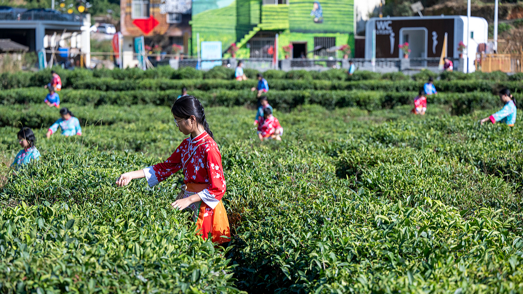 Tea farmers pick winter tea in a tea garden in Wuzhou City, south China's Guangxi Zhuang Autonomous Region, November 14, 2025. /VCG