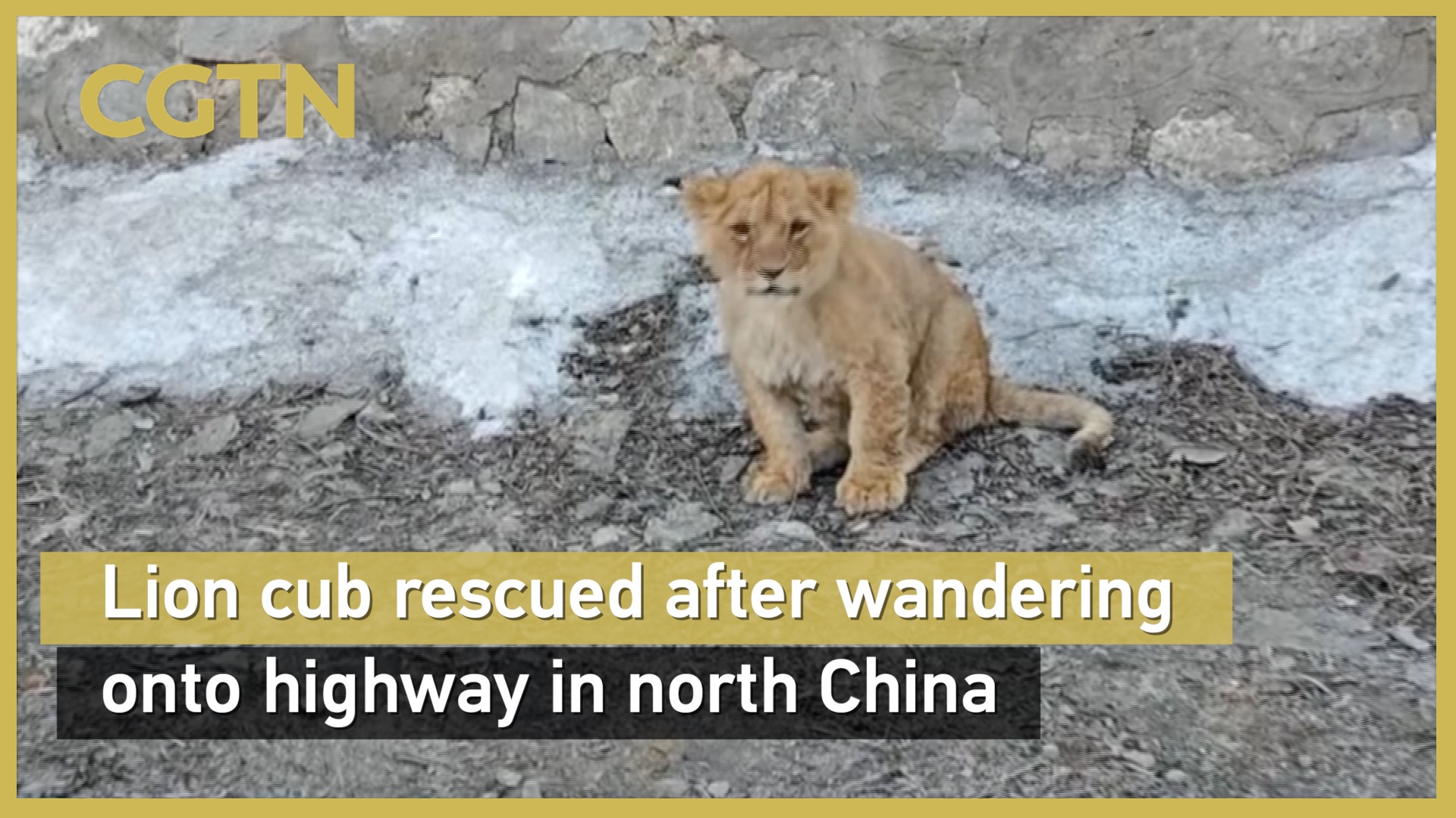 Lion cub rescued after wandering onto highway in north China