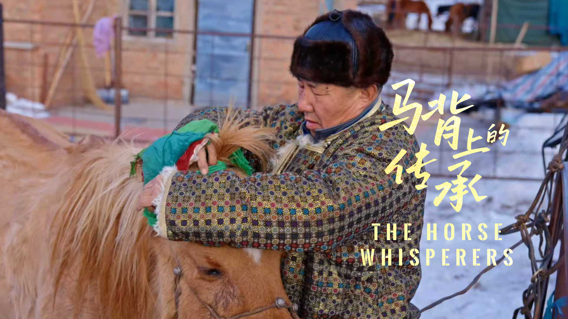 Manlai adorned the 31-year-old yellow horse with colorful ropes. /CGTN