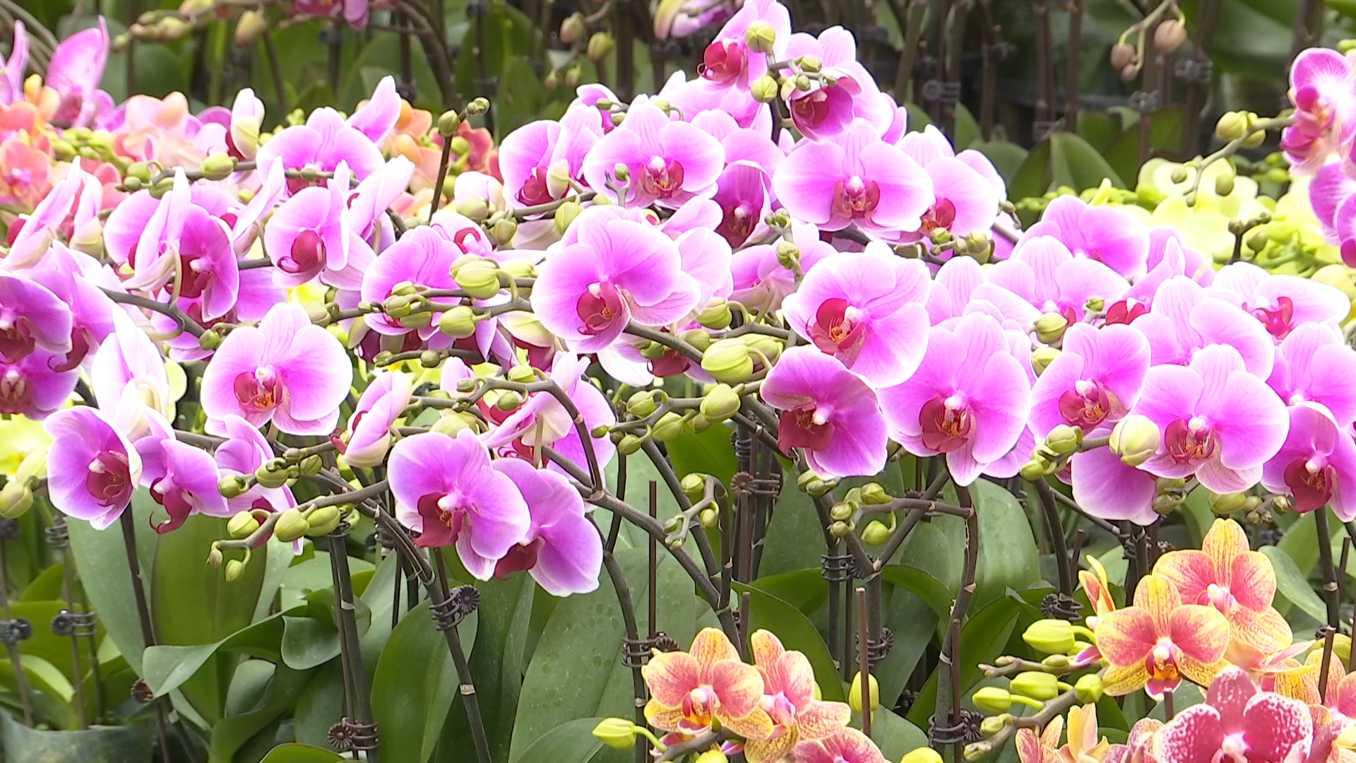 Xinjiang's spring flower market welcomes the Year of the Horse
