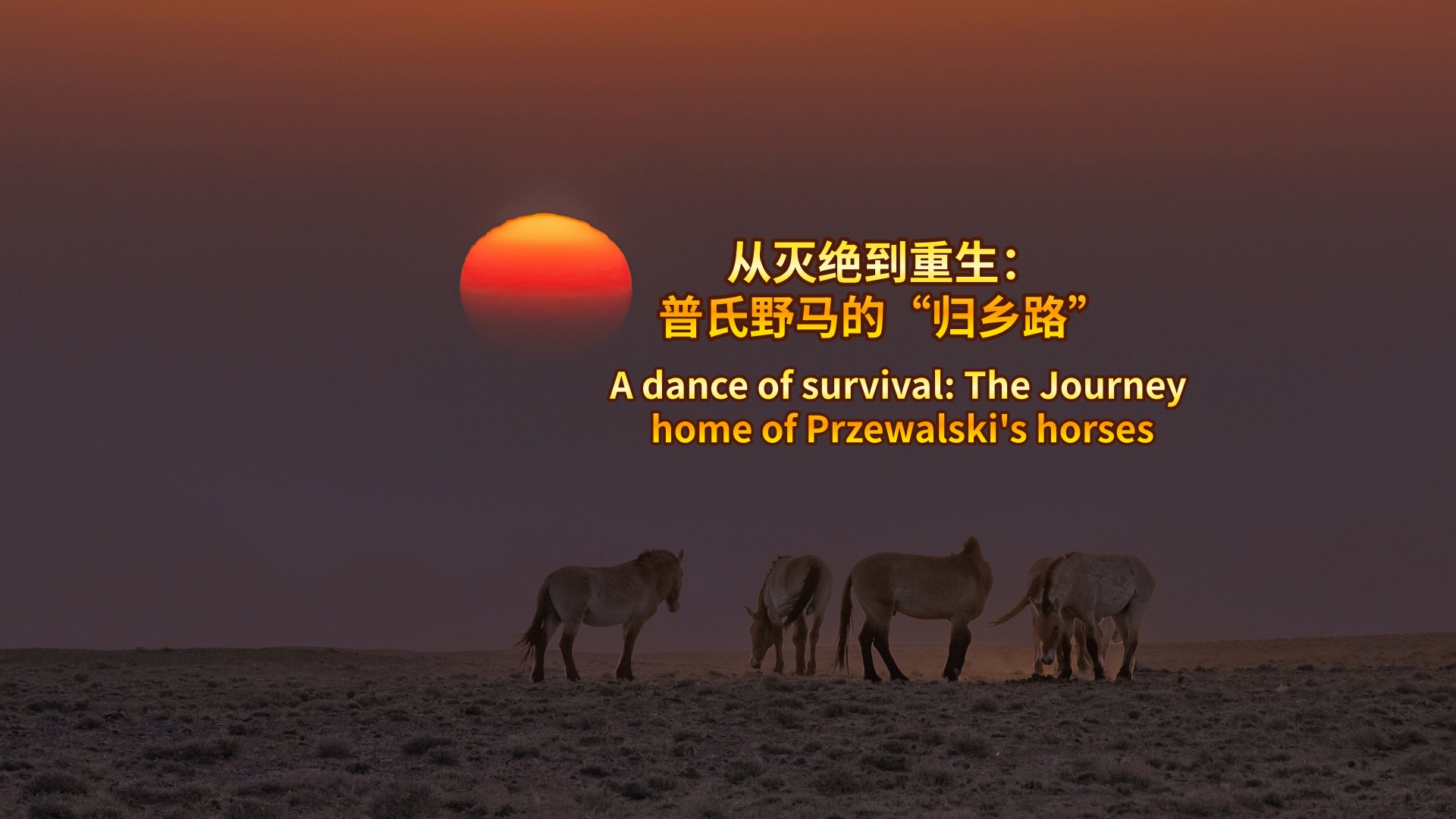 A dance of survival: The journey home of Przewalski's horses