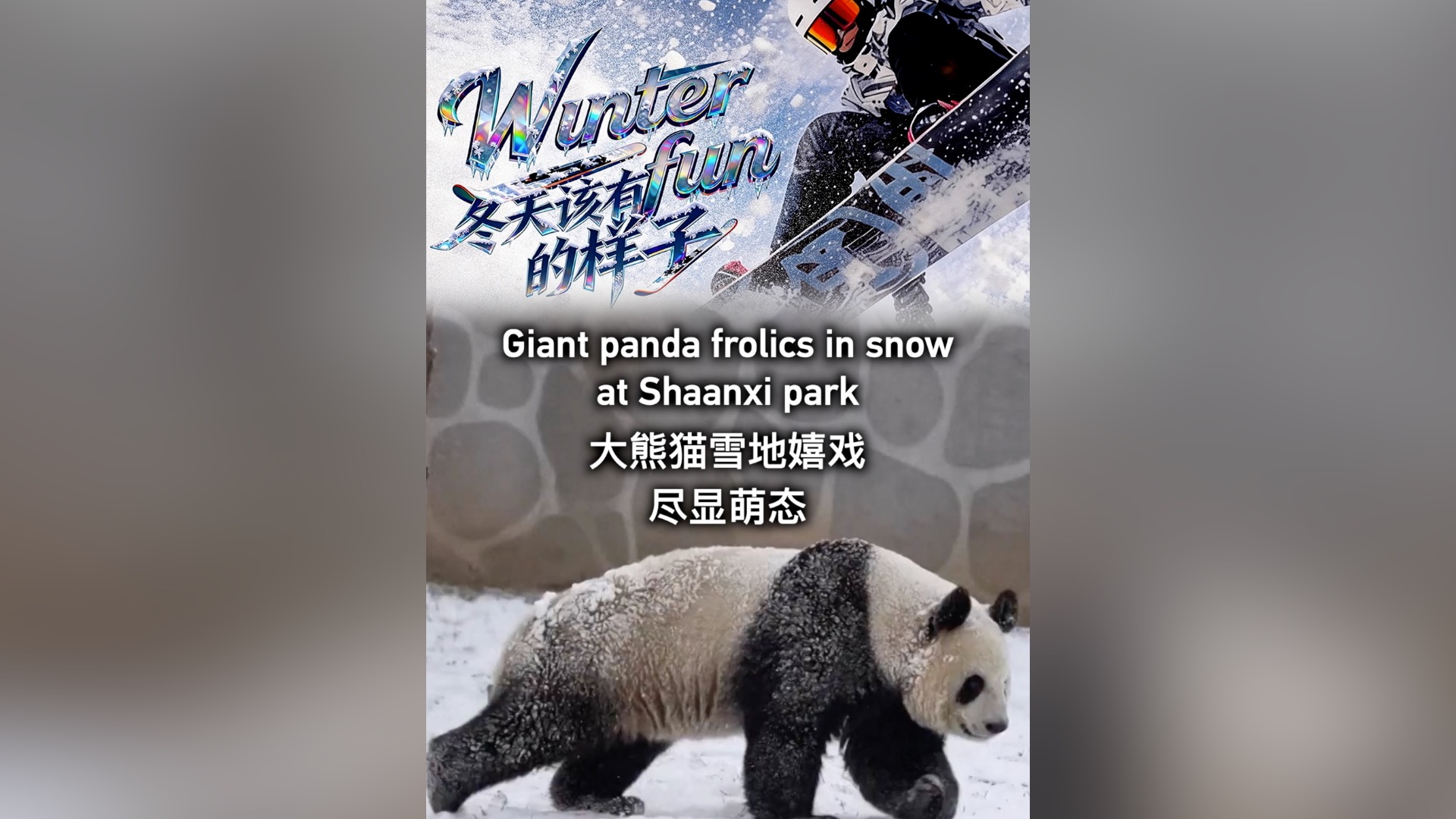 Giant panda frolics in snow at Shaanxi park