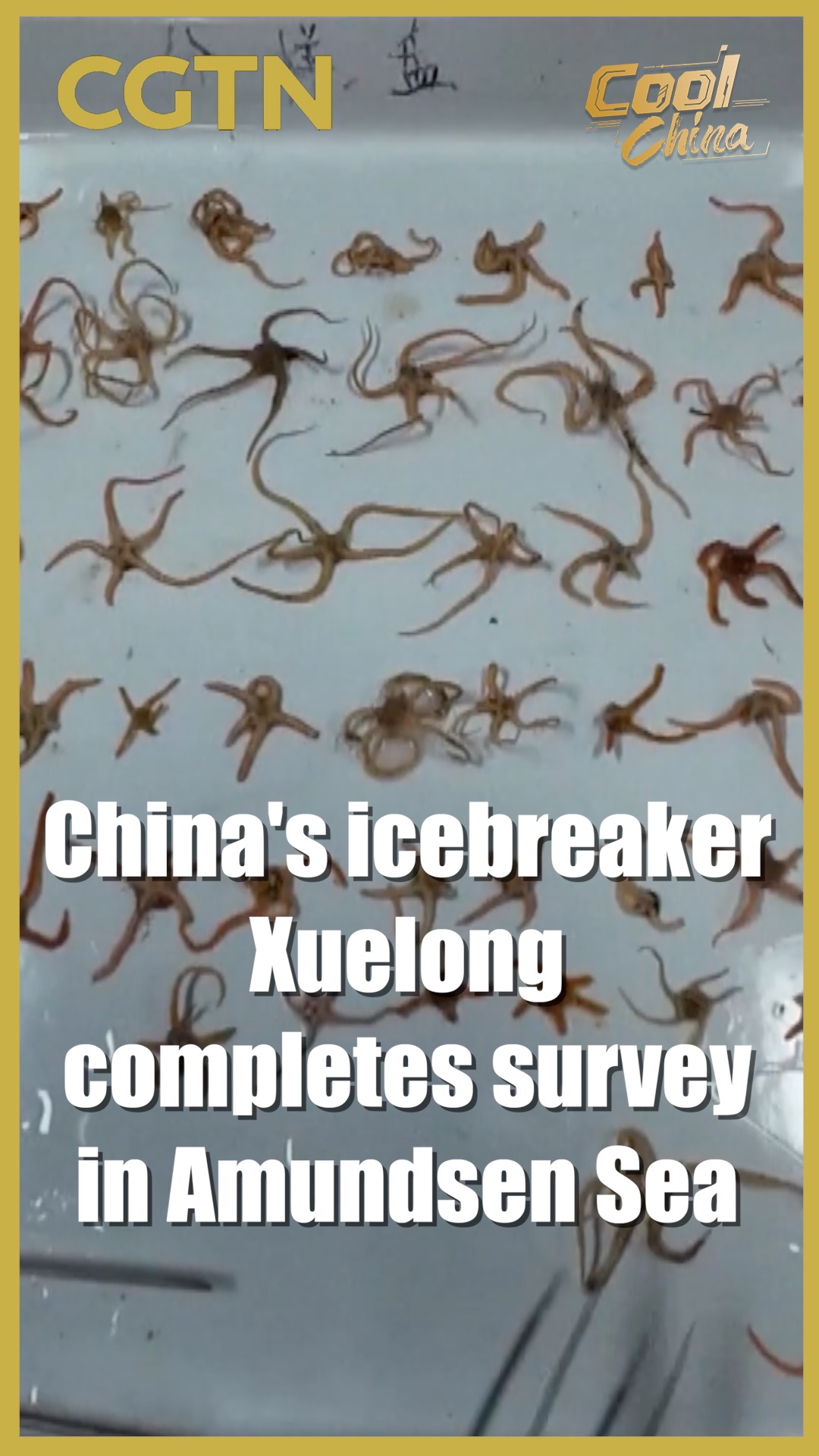 China's Xuelong wraps up Antarctic survey, collects key specimens