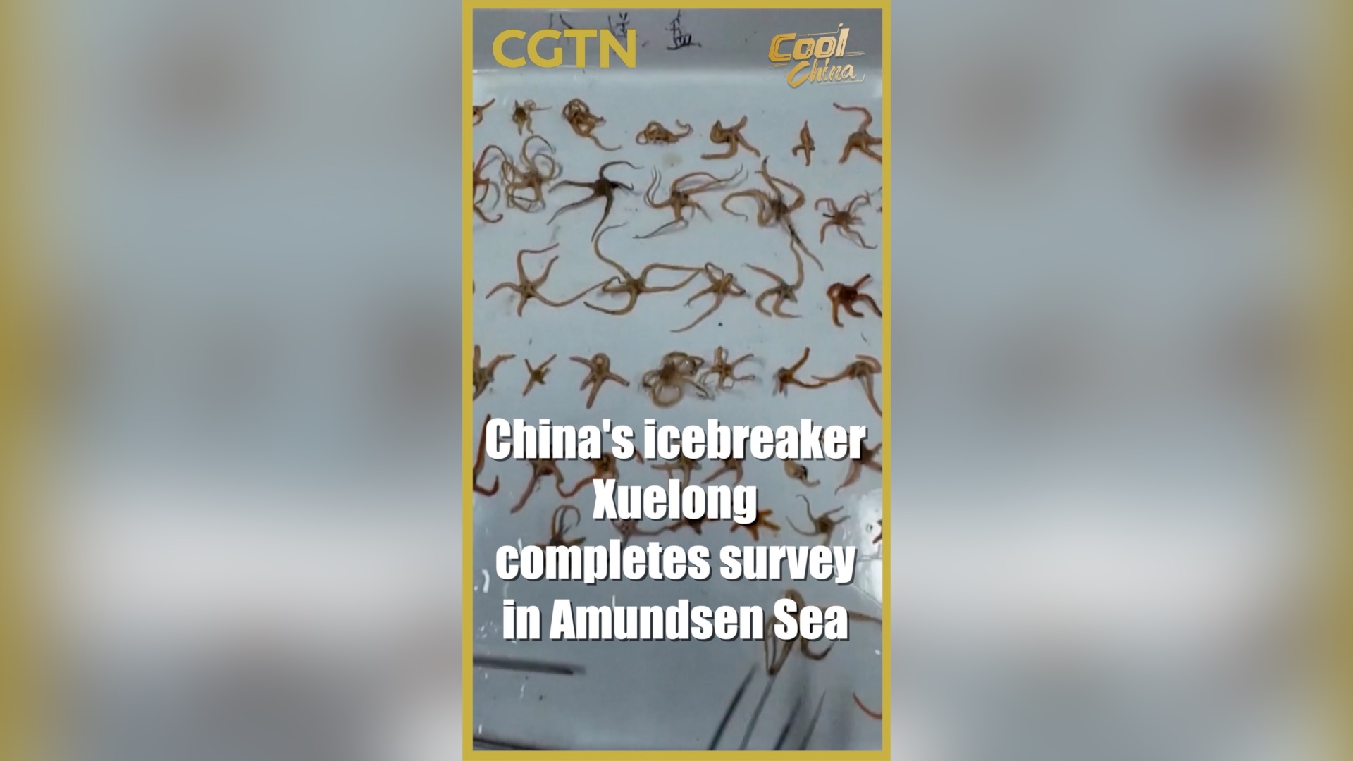 China's Xuelong wraps up Antarctic survey, collects key specimens