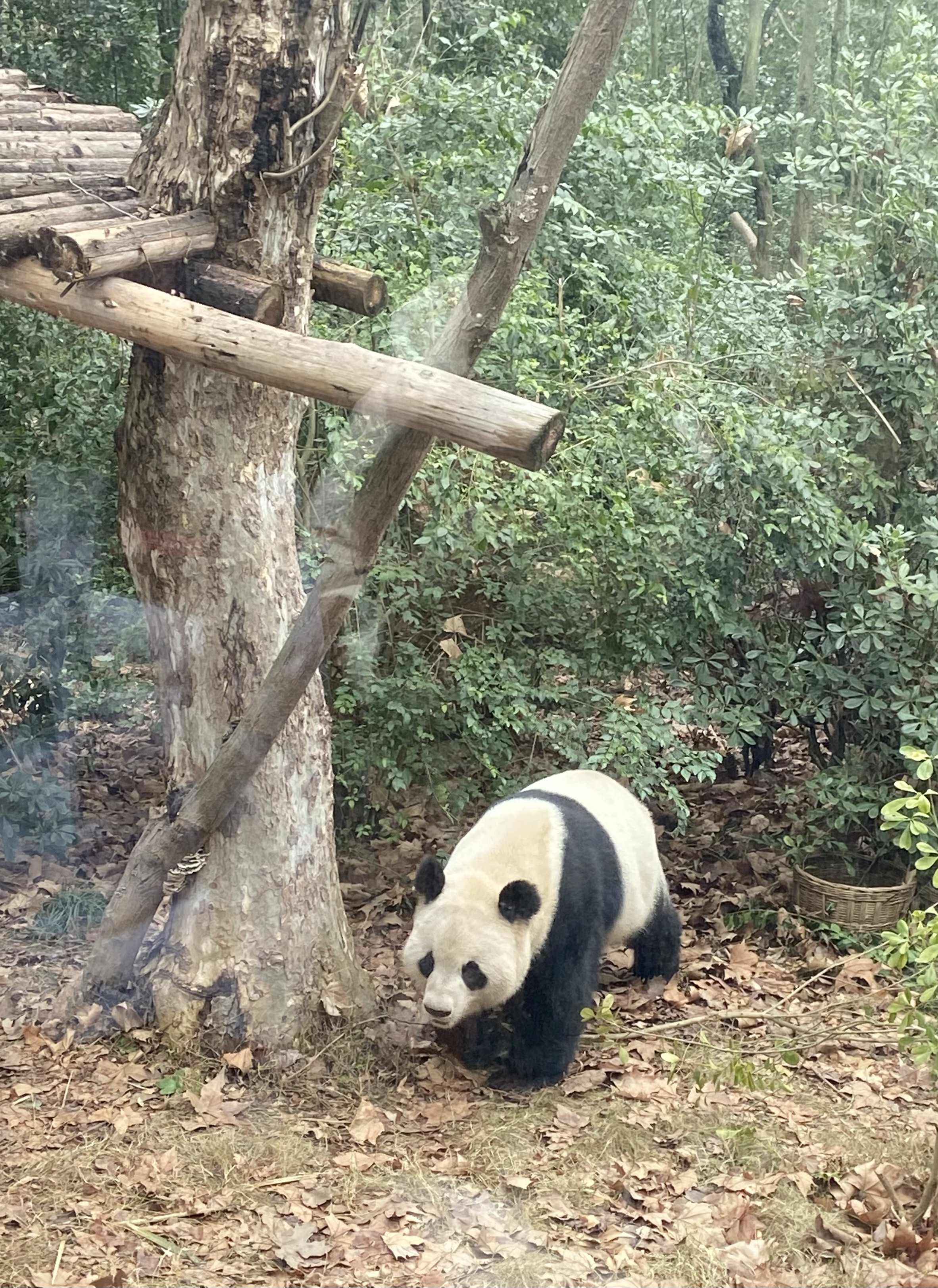 A giant panda is seen at the Chengdu Research Base of Giant Panda Breeding in Chengdu, Sichuan Province. /CGTN