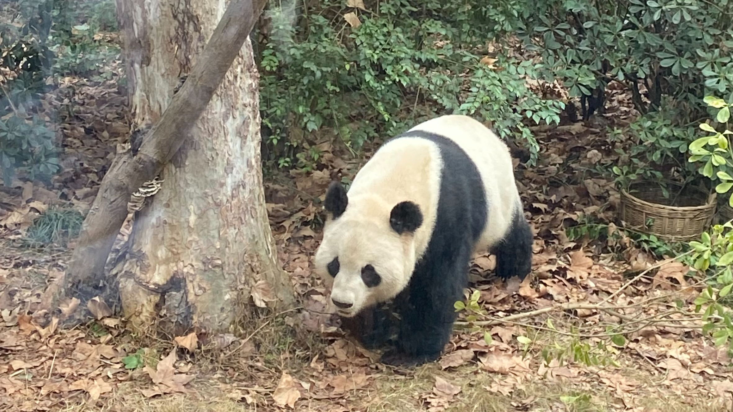 Cousins enjoy spicy food and pandas in Chengdu for a reunion