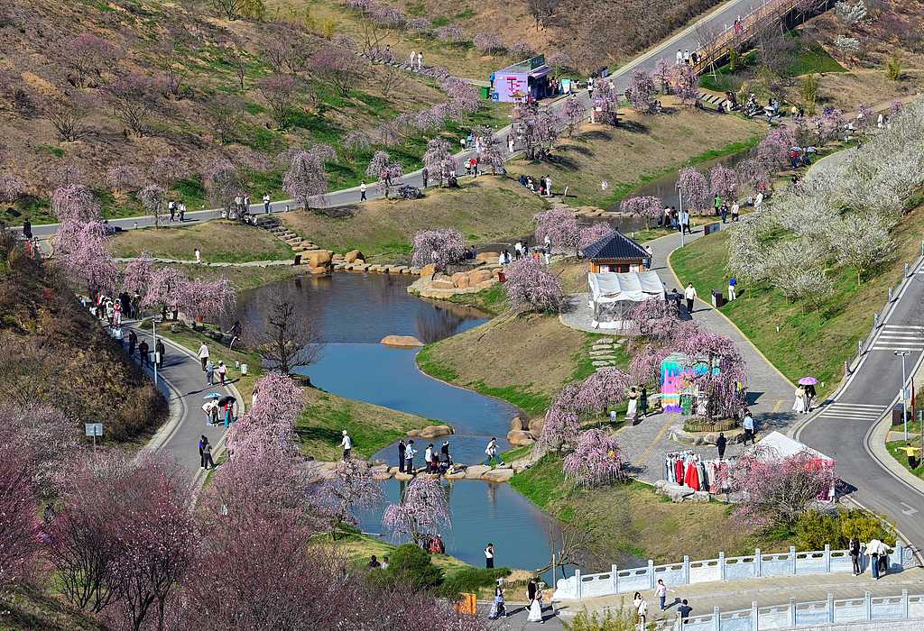 Over 50,000 winter plum trees bloomed in the Guizhou Plum Garden, attracting tourists in Guiyang, Guizhou Province, China, February 15, 2026. /VCG